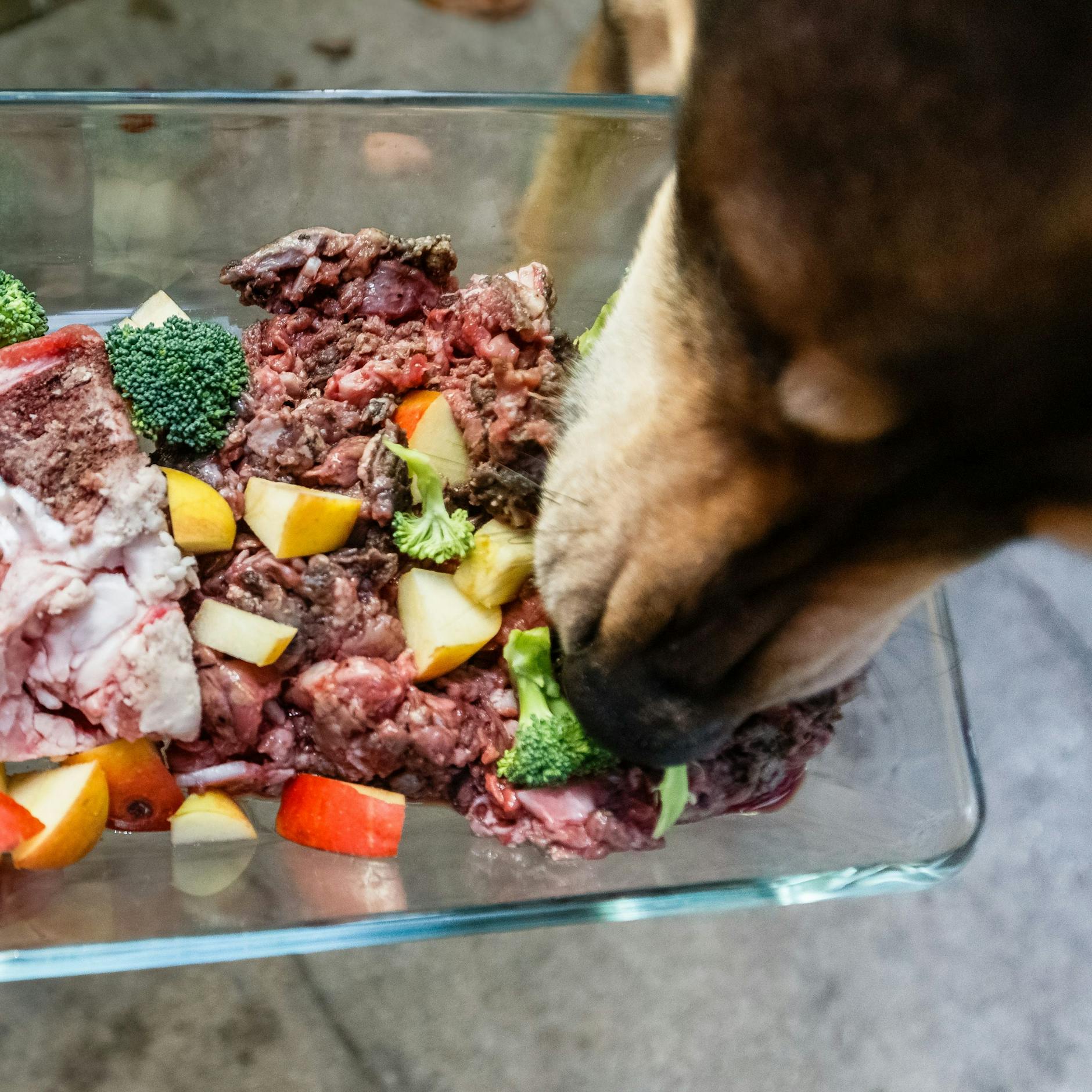 Das Thema Hundeernährung ist eine Wissenschaft für sich, mit der sich Hundehalter auseinandersetzen sollten.