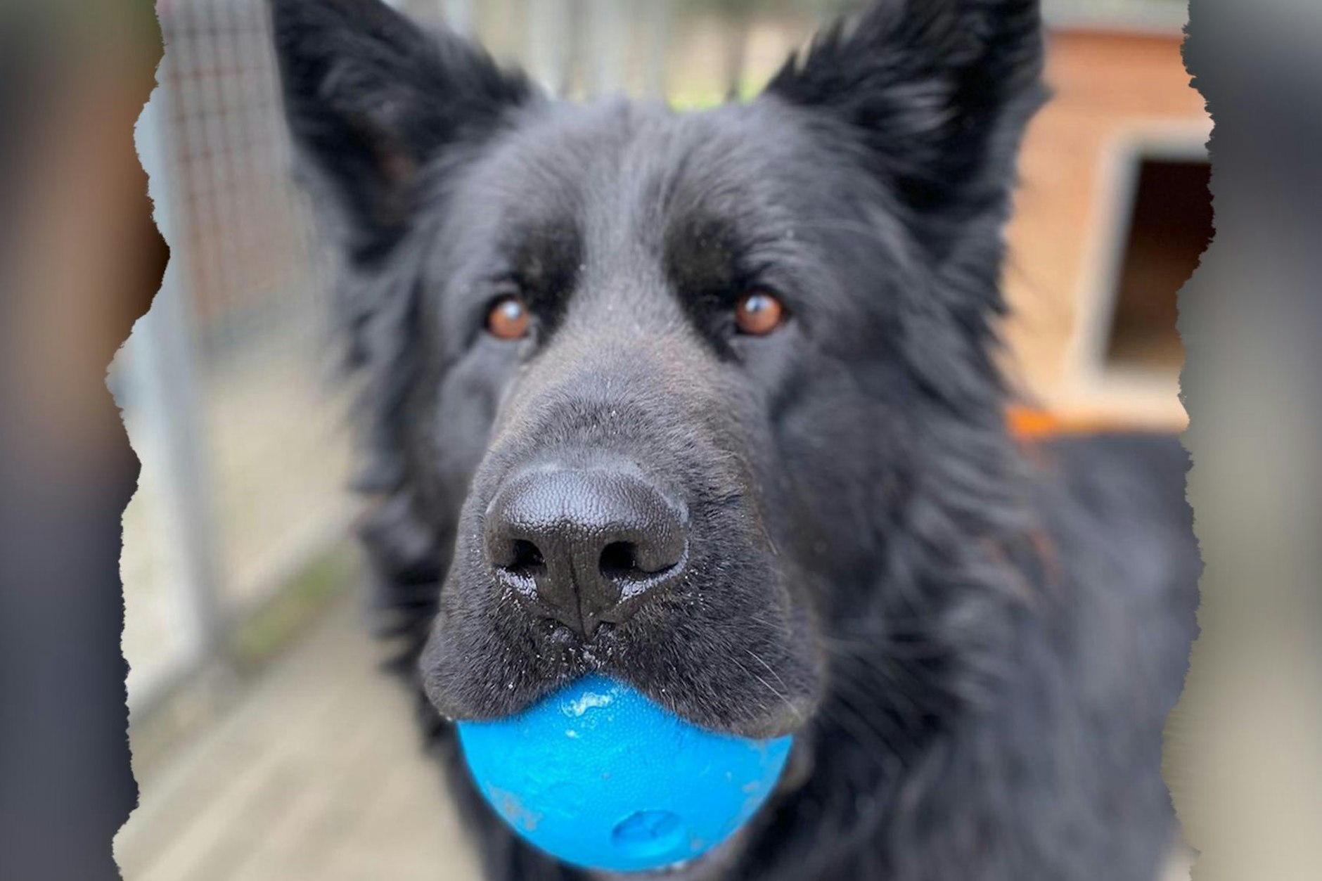 Rocky fand ein neues Zuhause, landete dann aber doch wieder im Tierheim.