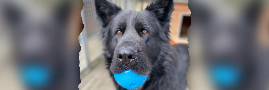 Schlimmes Tier-Schicksal: Armer, süße Rocky! Dieser Hund ist schwer krank, bekam ein neues Zuhause – und landete wieder im Tierheim
