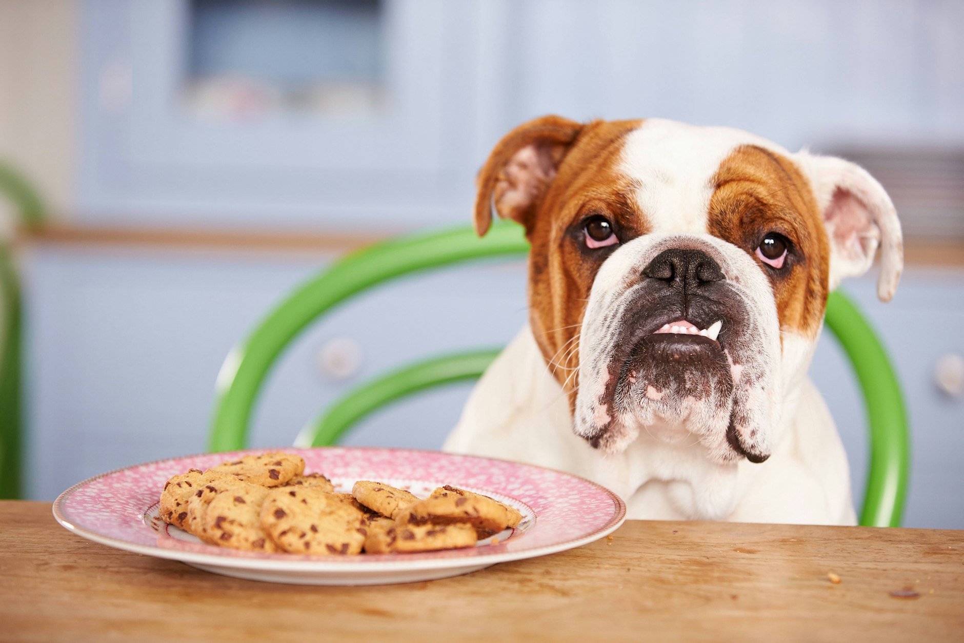 Schokolade ist tabu! Das enthaltene Theobromin kann der Hund nicht abbauen.