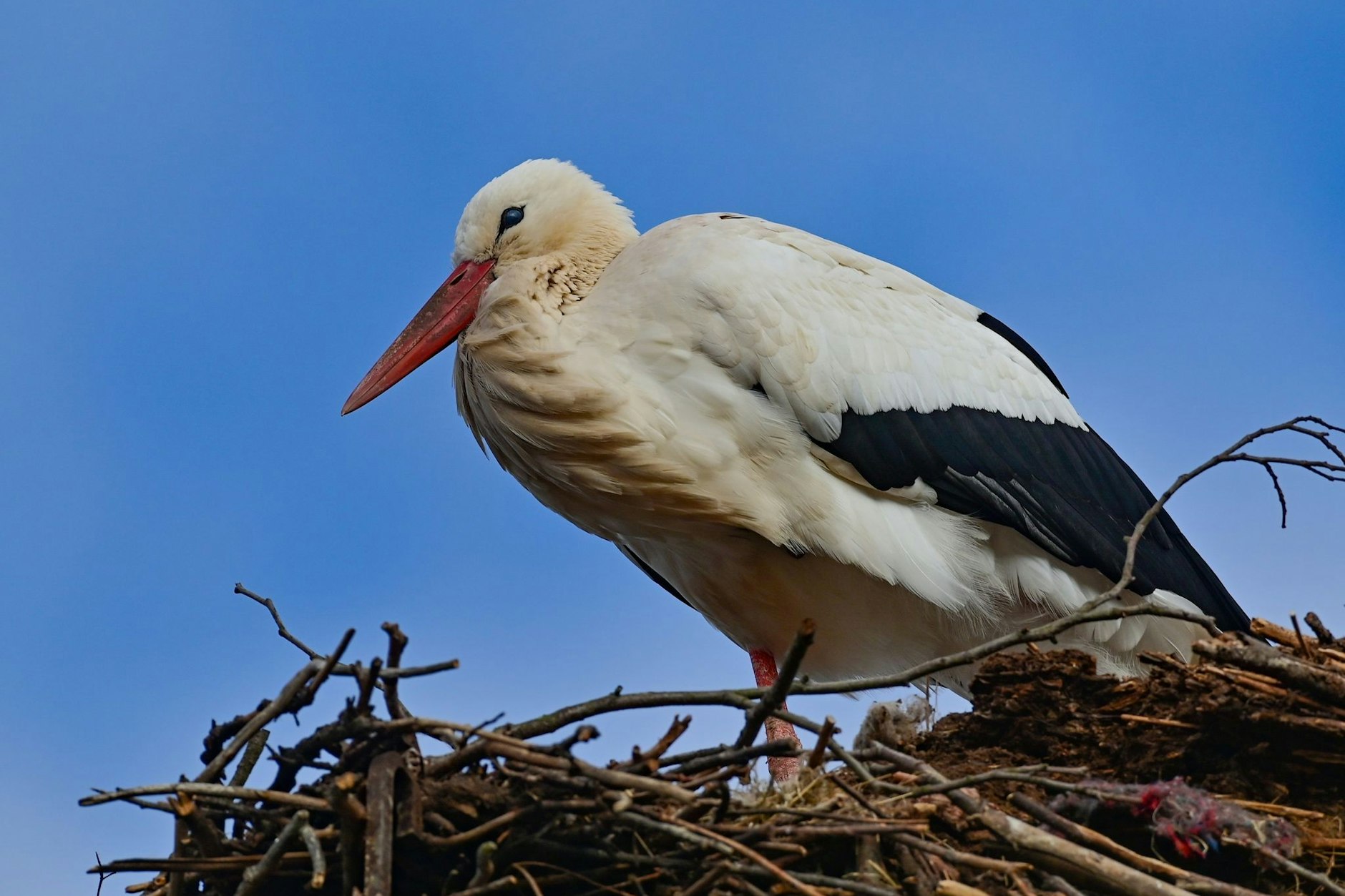 Ein Storch steht in seinem&nbsp;Nest.