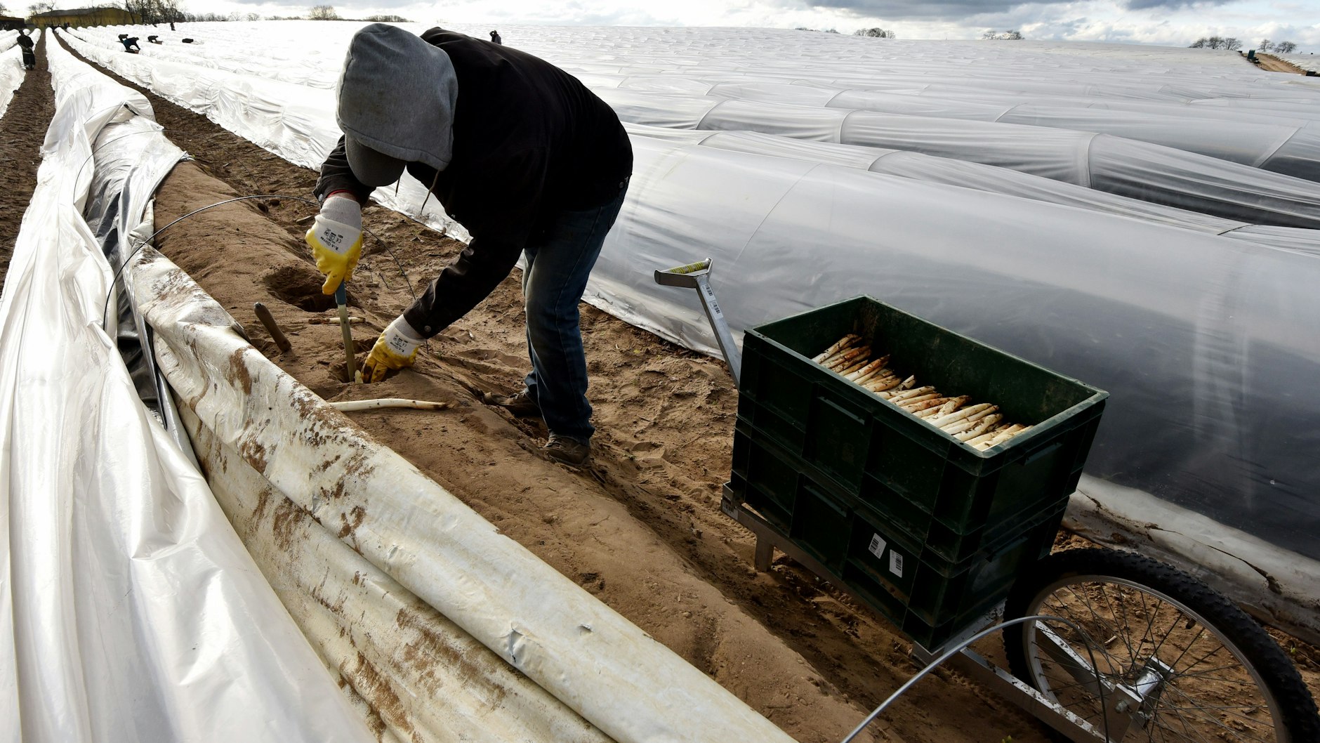 Polnische Erntehelfer stechen am in Kremmen (Brandenburg) den ersten Spargel.