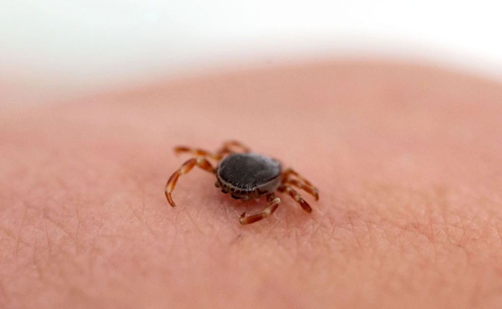 Warnung vor Riesen-Zecke: Hyalomma breitet sich aus