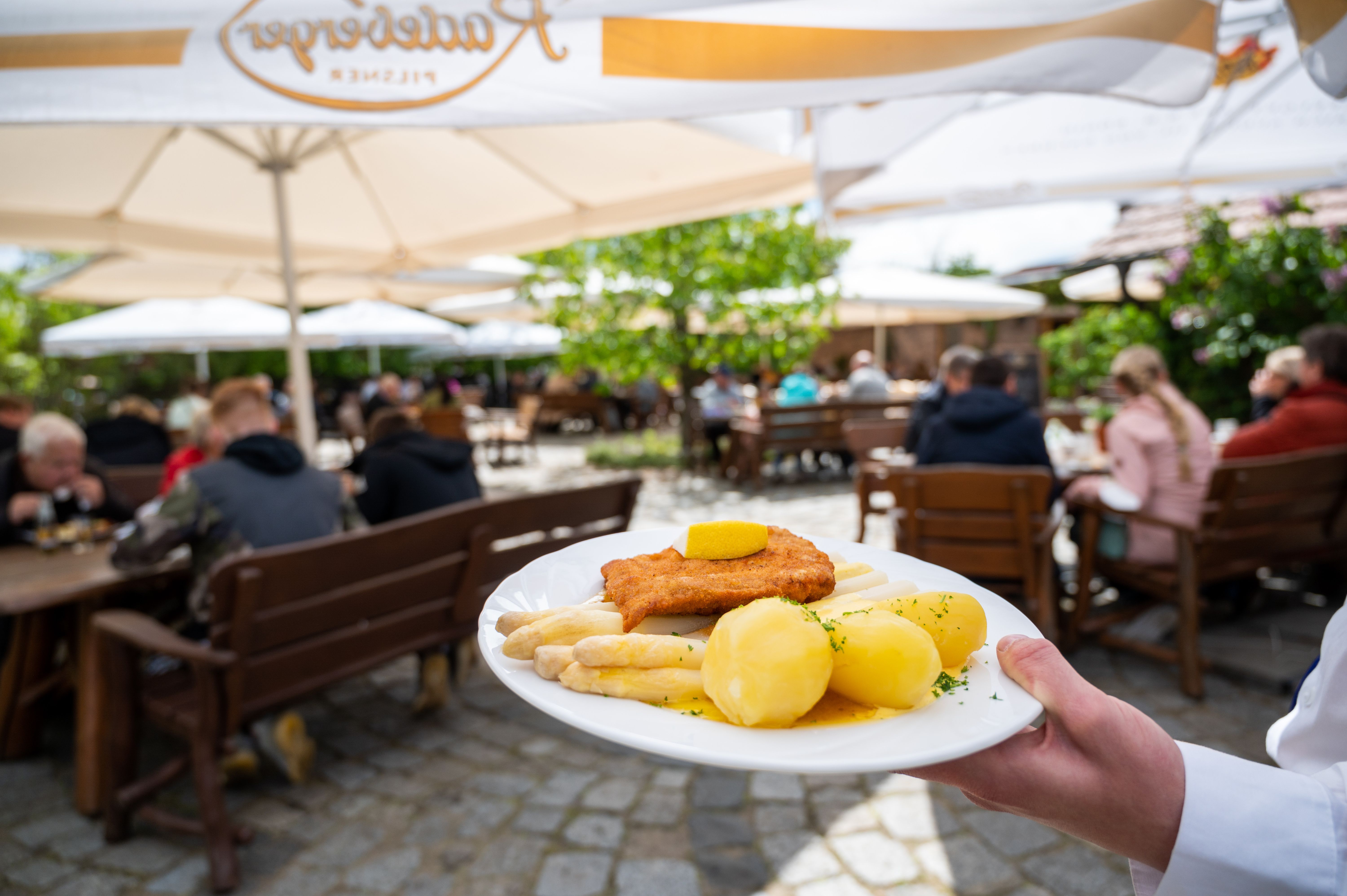 Image - Hier kommt der erste Spargel aus Beelitz – wollen Sie wirklich wissen, wie teuer er ist?