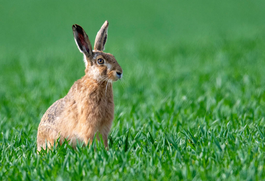 Warum die DDR schuld dran ist, dass es im Osten so wenige Osterhasen gibt