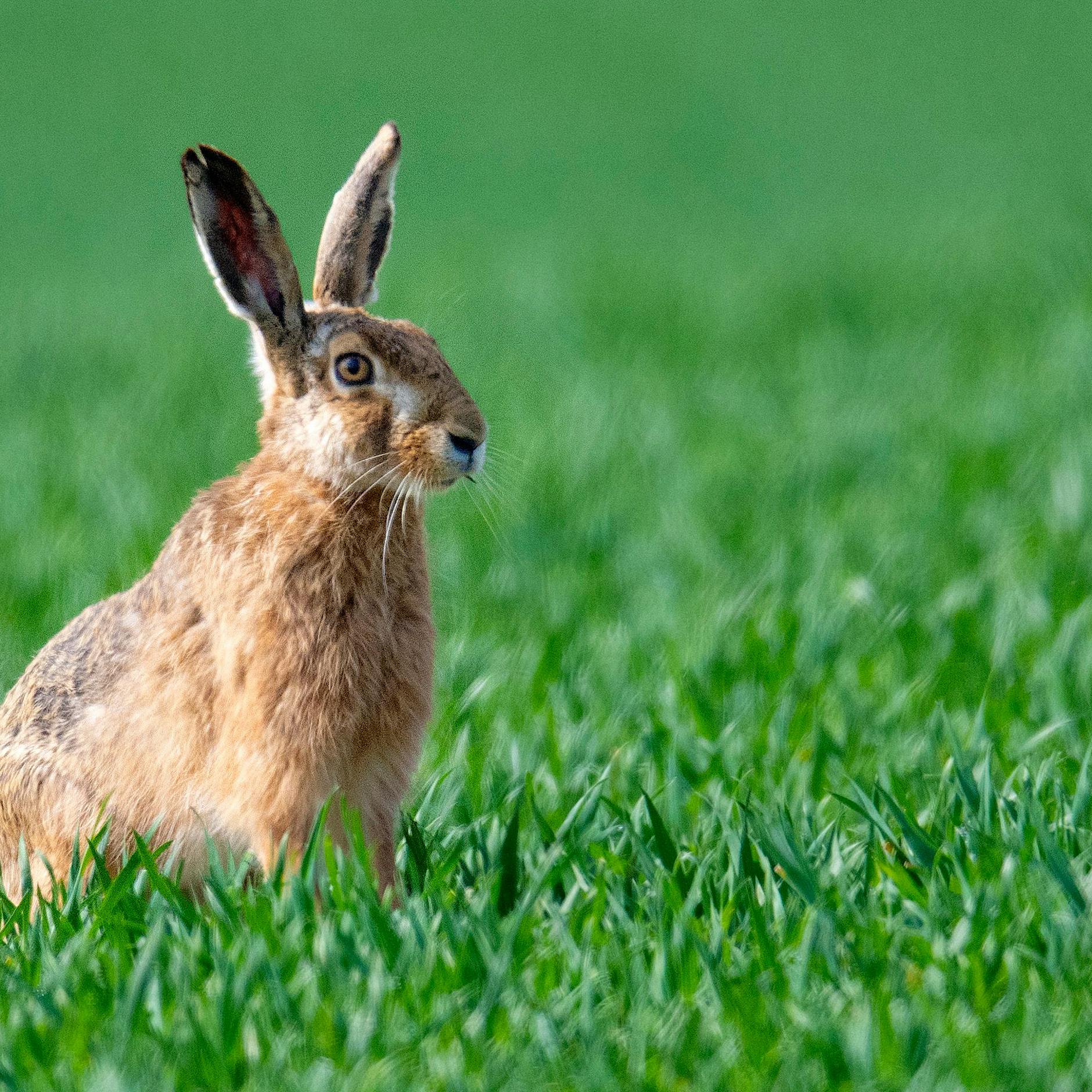 Warum die DDR schuld dran ist, dass es im Osten so wenige Osterhasen gibt