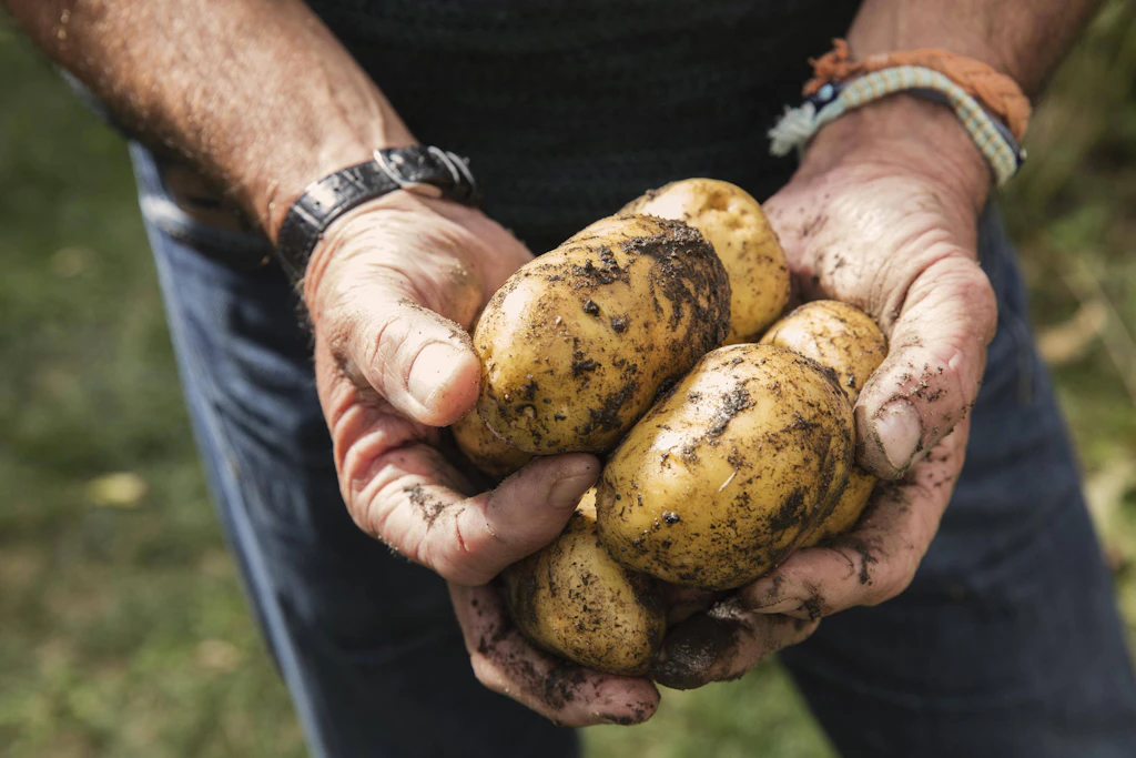 Ernährungsmythen auf dem Prüfstand: Kartoffeln machen dick, Salz erhöht den Blutdruck – stimmt das?
