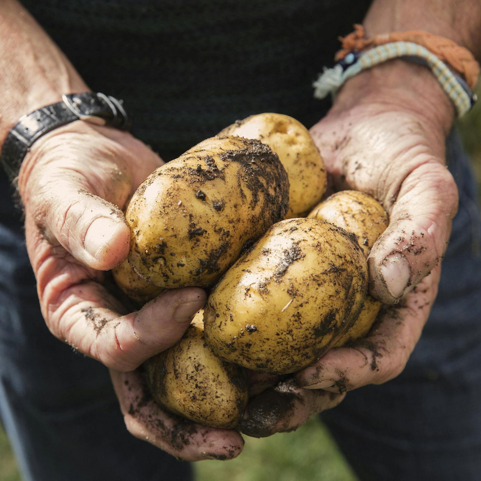Ernährungsmythen auf dem Prüfstand: Kartoffeln machen dick, Salz erhöht den Blutdruck – stimmt das?