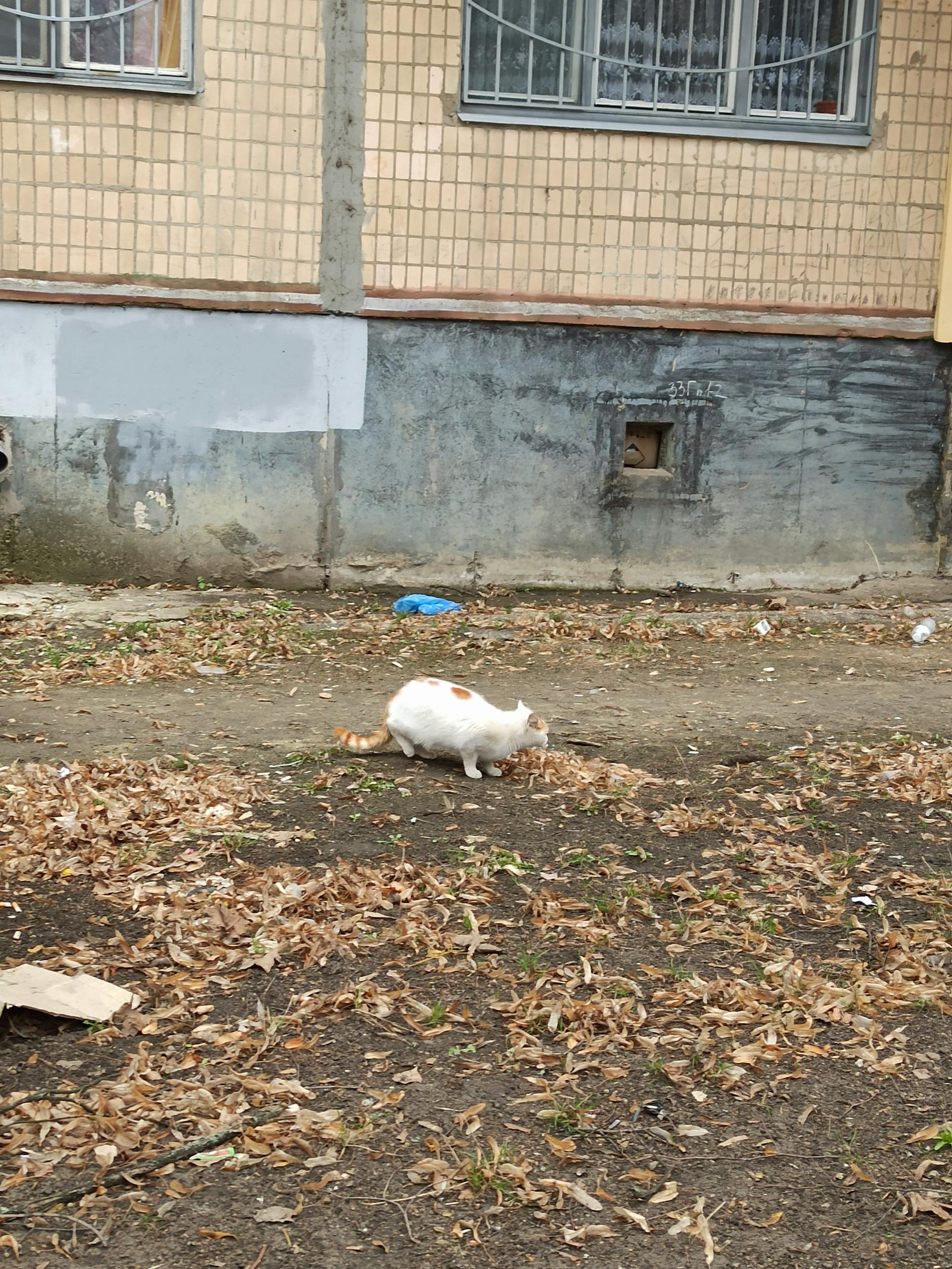 Viele Haustiere wurden von den Besitzern bei der panischen Flucht zurückgelassen.