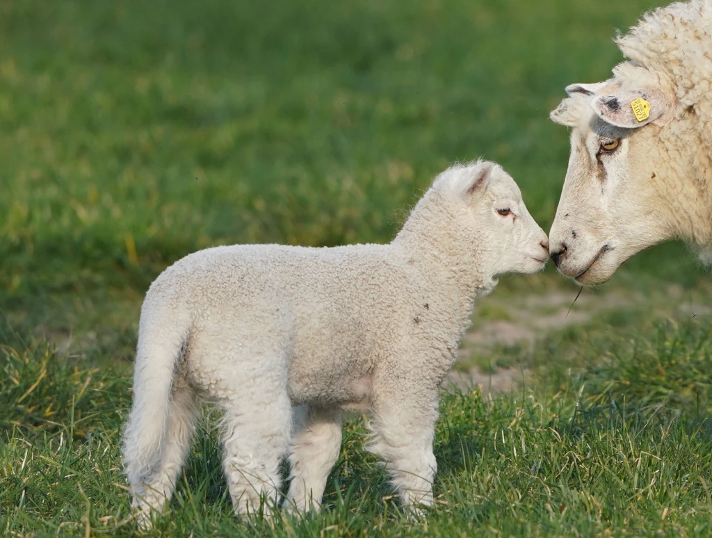 Tipps vom Spitzenkoch: Diese Fehler sollten Sie beim Osterlamm vermeiden