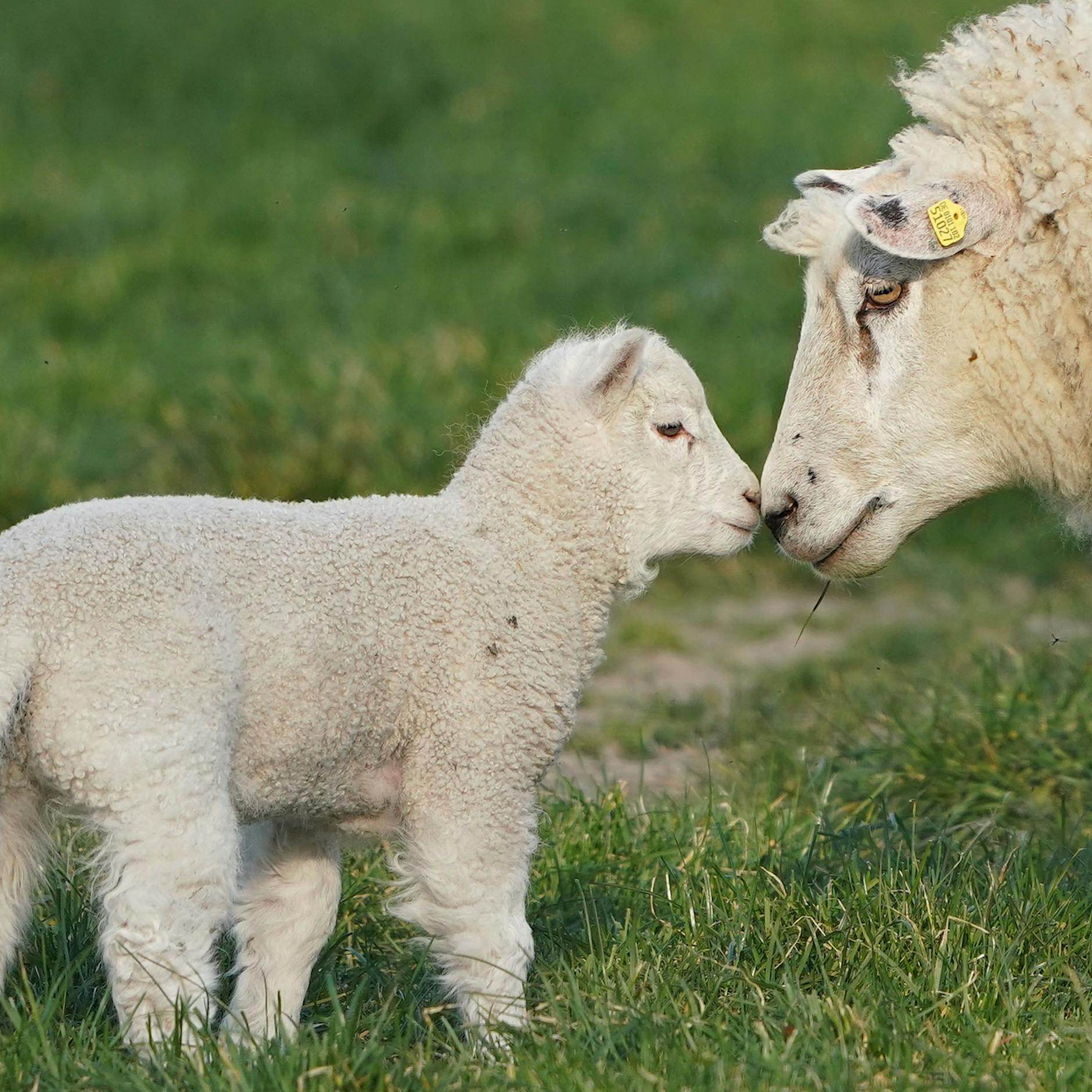 Tipps vom Spitzenkoch: Diese Fehler sollten Sie beim Osterlamm vermeiden
