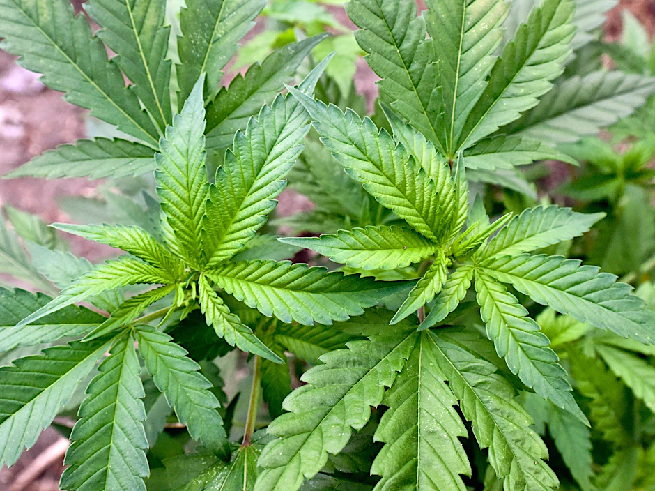 Eine Cannabispflanze