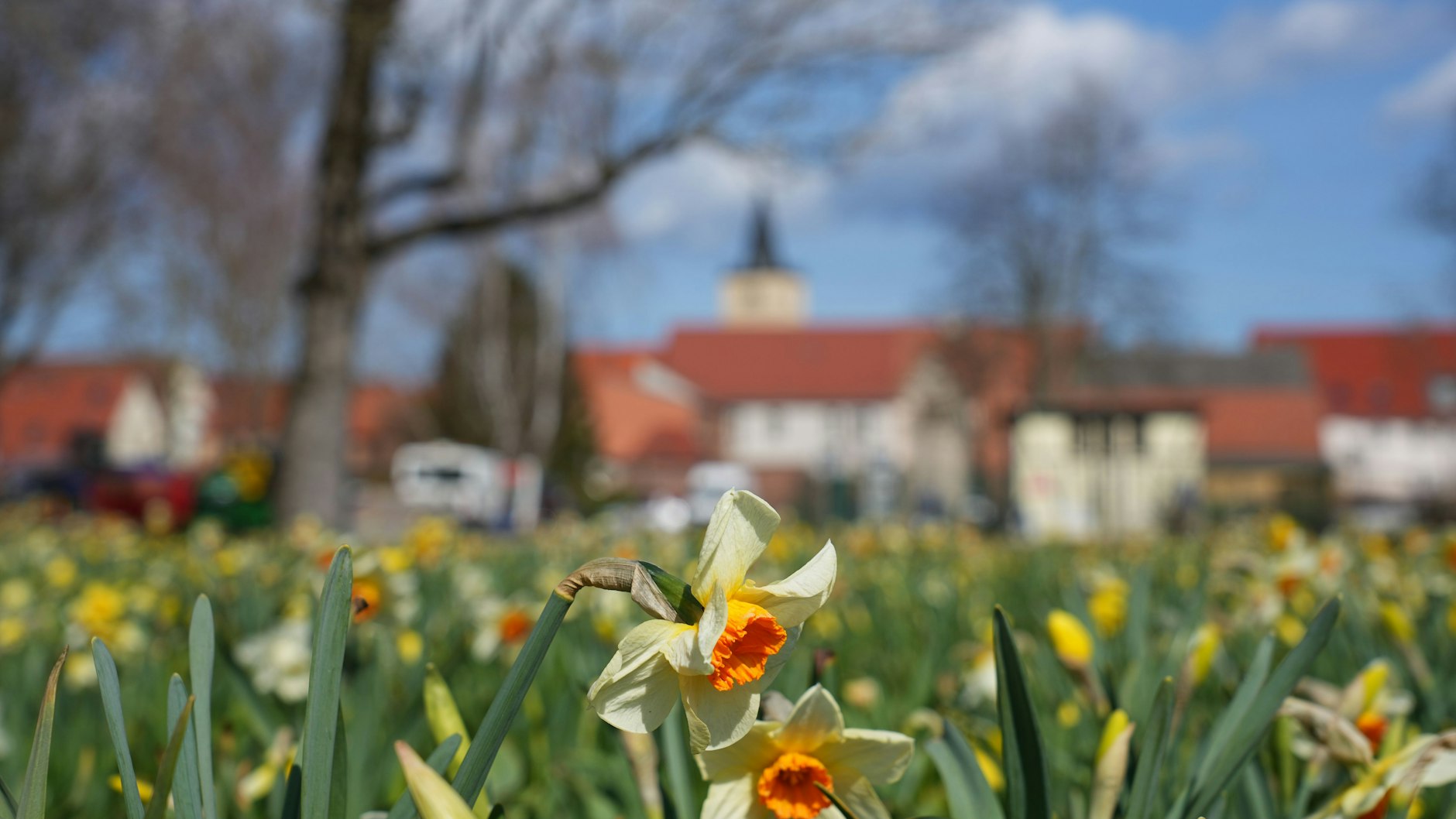 Frühlingsblumen blühen auf dem Gelände der Brandenburgischen Landesgartenschau (Laga) vor der Kulisse der Altstadt. 