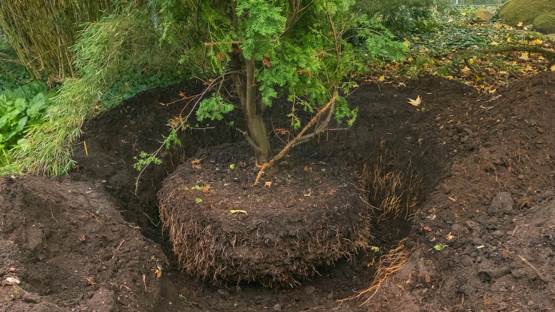 Will man einen Baumverpflanzen, sollte man seine Wurzeln vorher gut vorbereiten.