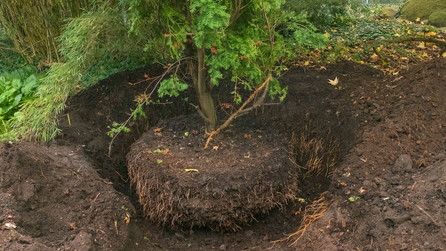 Will man einen Baumverpflanzen, sollte man seine Wurzeln vorher gut vorbereiten.
