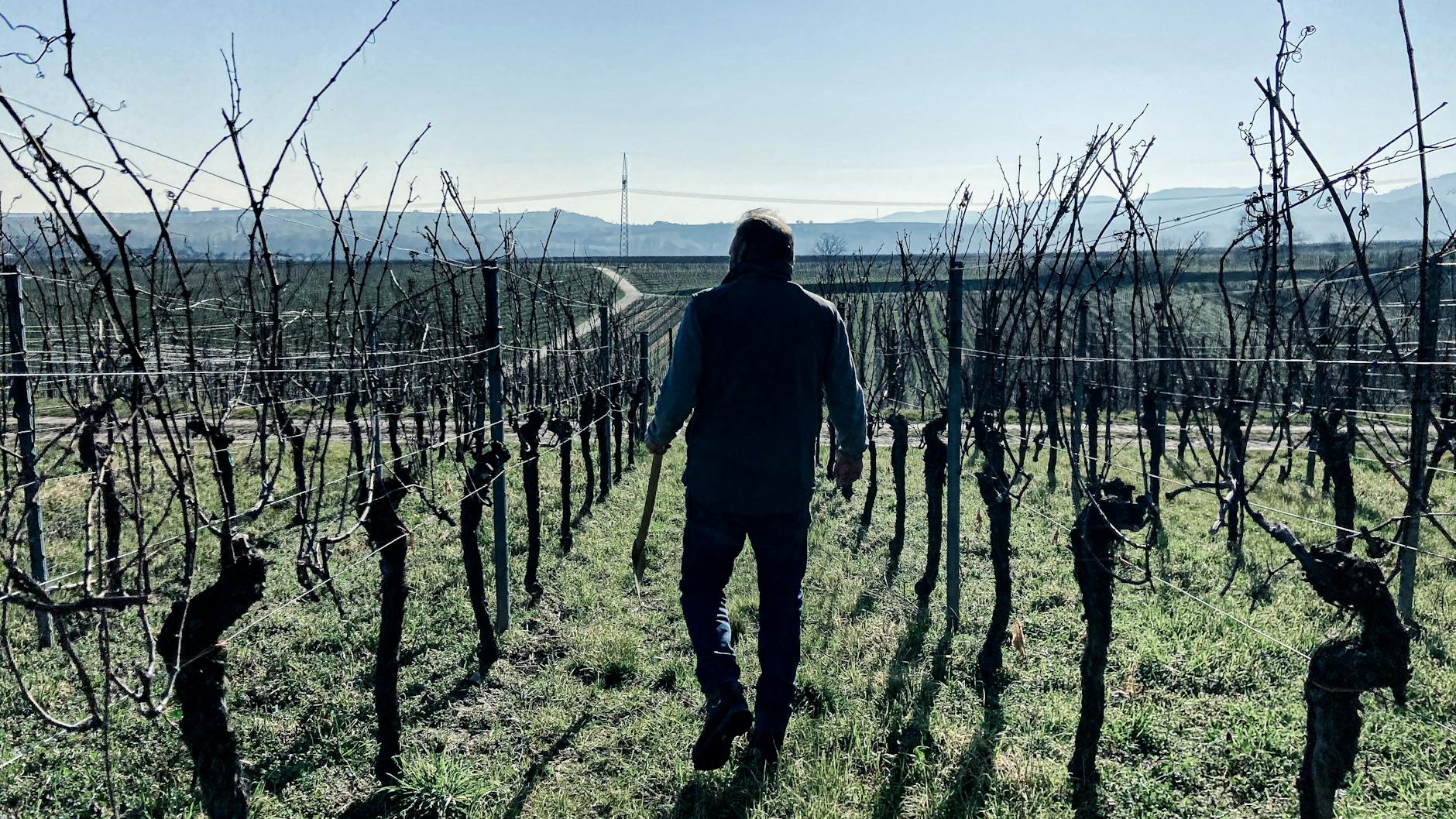 Gunter Keßler schreitet durch seine Reben. „Es ist traurig, dass ein Produkt, in dem so viel Tradition und Kultur steckt, so verramscht wird“, sagt er.
