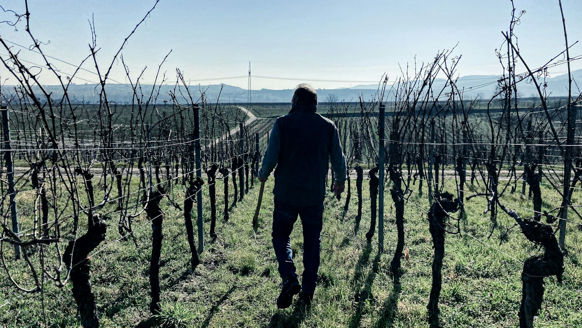 Gunter Keßler schreitet durch seine Reben.&nbsp;„Es ist traurig, dass ein Produkt, in dem so viel Tradition und Kultur steckt, so verramscht wird“, sagt er.