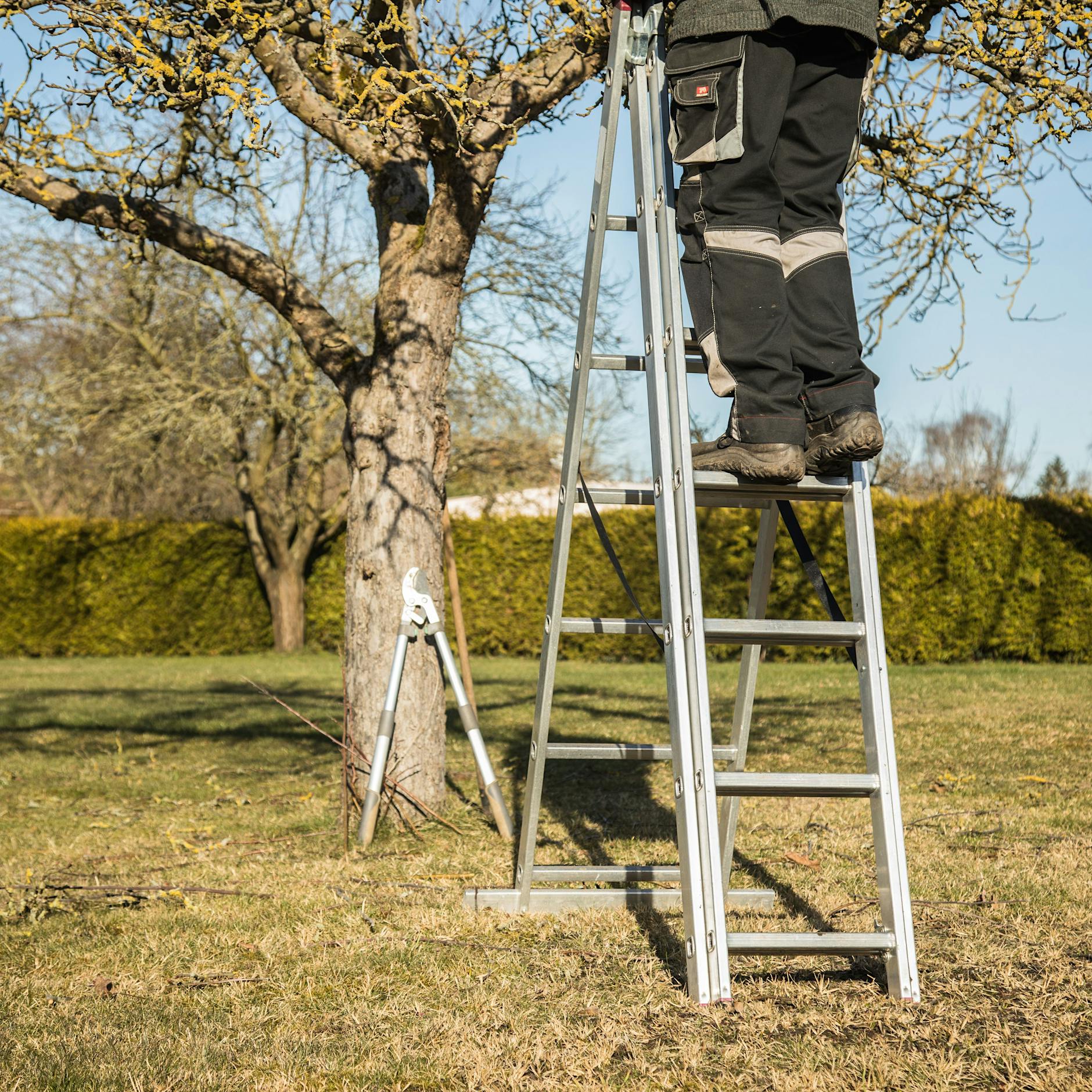 Wie und wann pflanzt man einen Baum richtig um?