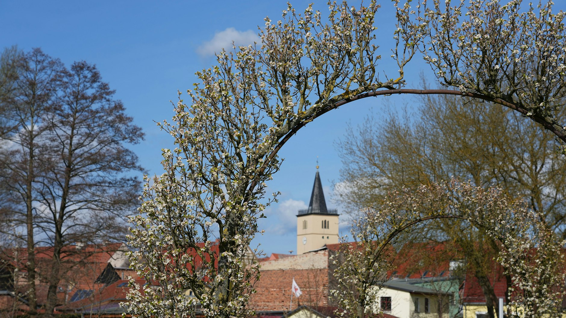 Erste Blüten sind an den umrankten Rundbögen auf dem Gelände der Brandenburgischen Landesgartenschau (Laga) vor der Kulisse der Kirche St. Marien und Nikolai zu sehen.