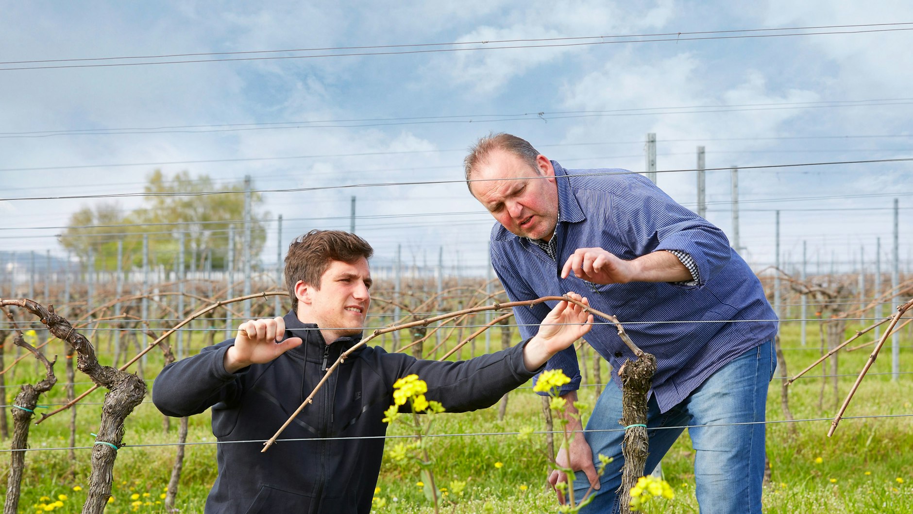 Winzer Gunter Keßler (rechts) begutachtet zusammen mit seinem Sohn Friedrich die Reben: „Die 2021er präsentieren sich außerordentlich gut.“