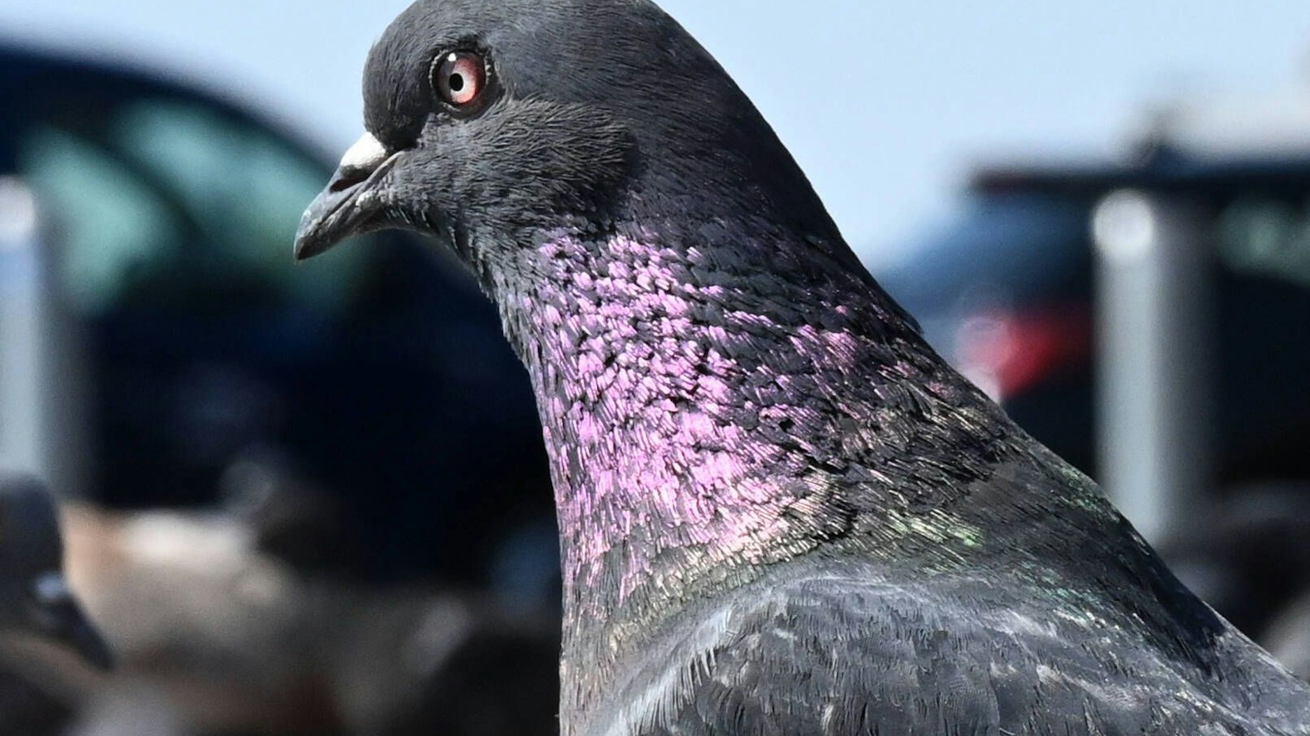 Geliebt, gehasst: eine von rund 50.000 Tauben in Berlin.