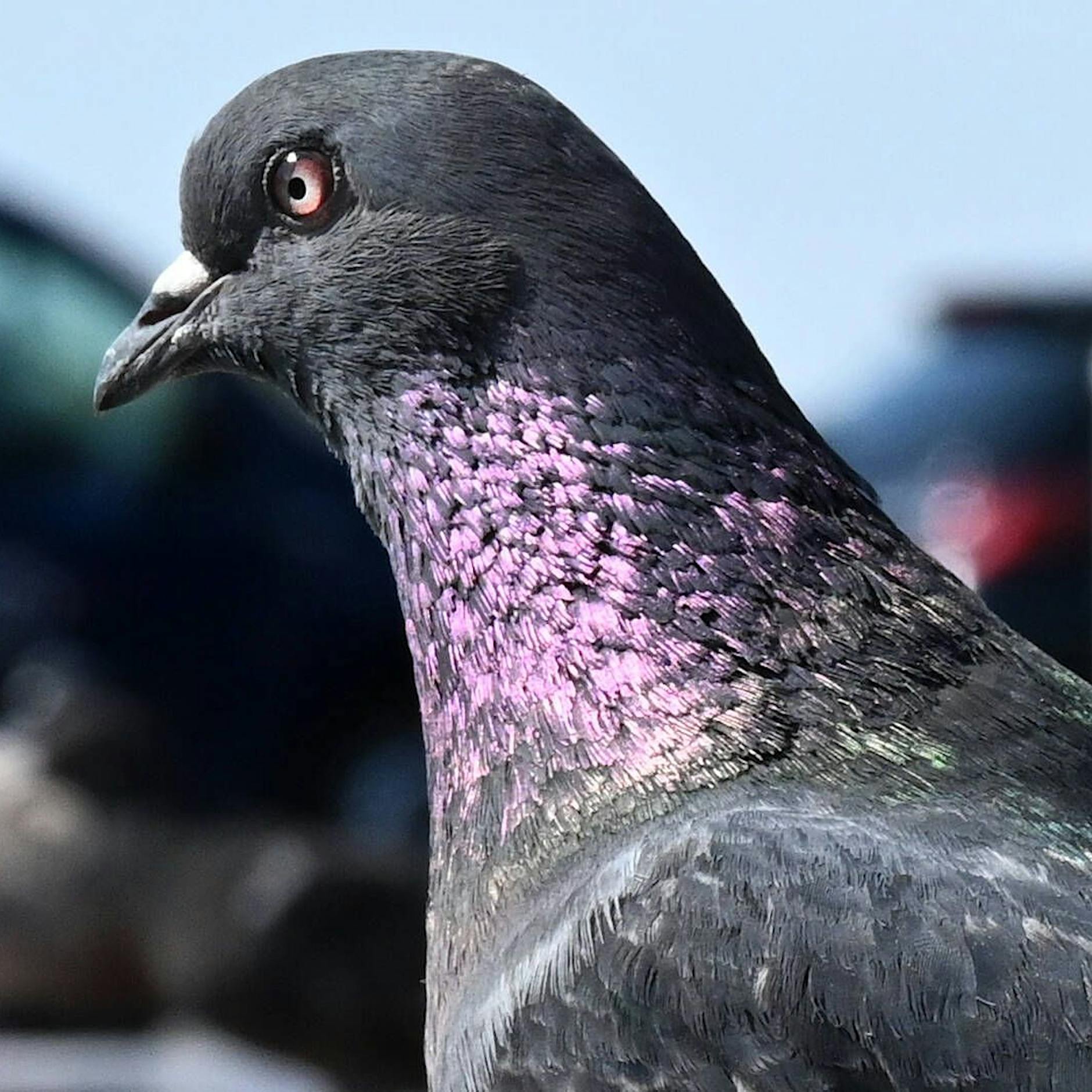 Taubenkot in der Berliner U-Bahn: Wen trifft es als Nächstes?