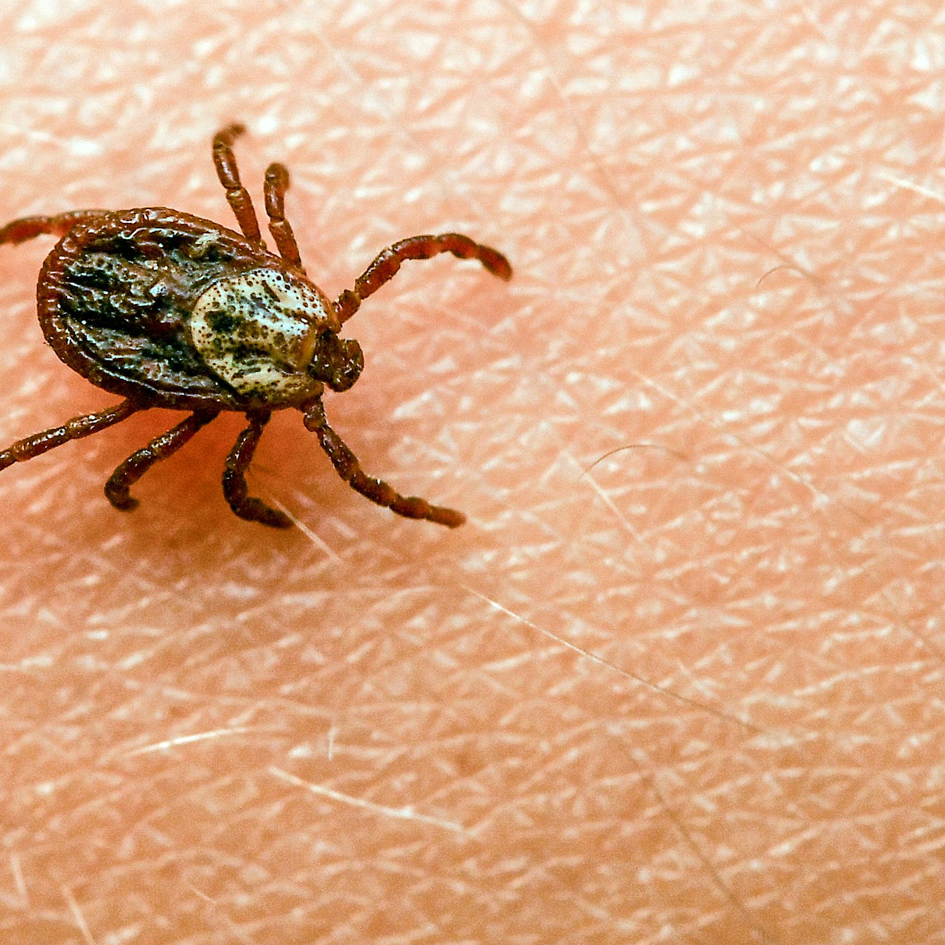 Krankenkasse warnt vor Zecken in Berlin und Brandenburg