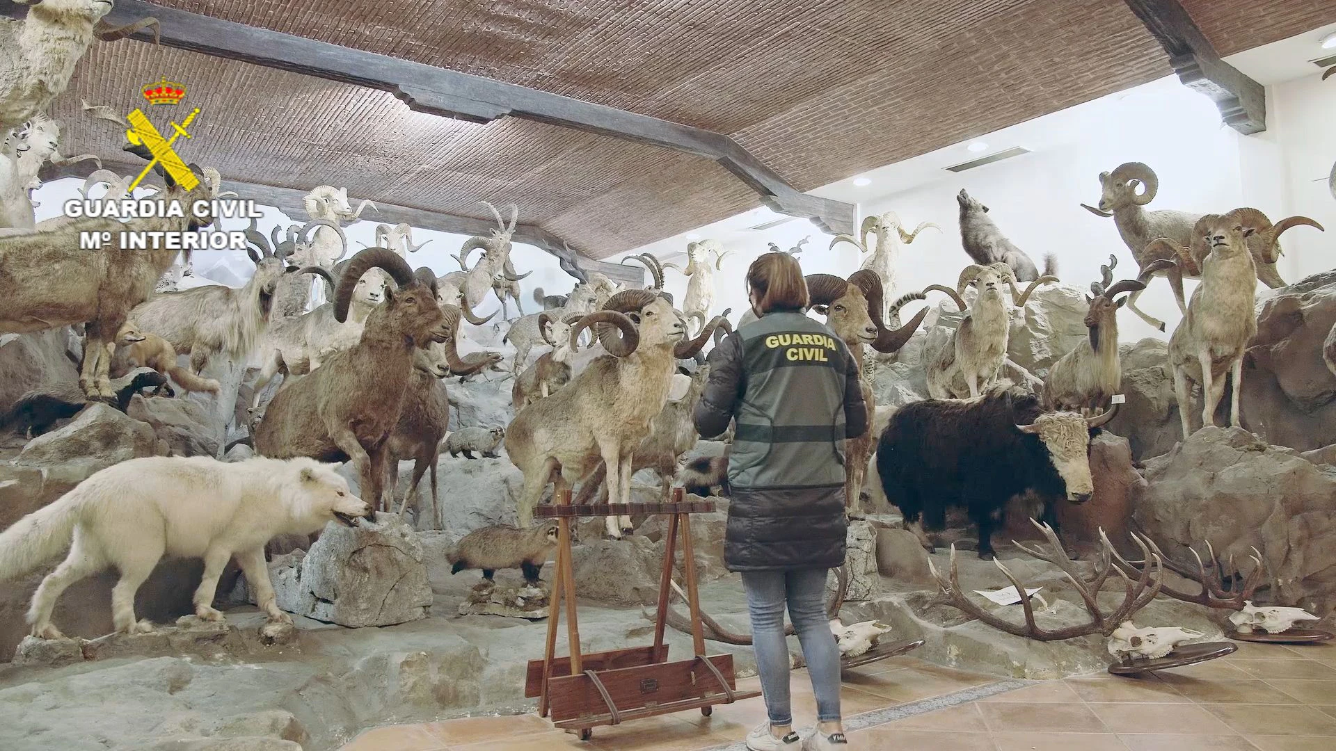 1090 Tiere zählten die Polizisten in der privaten Sammlung.