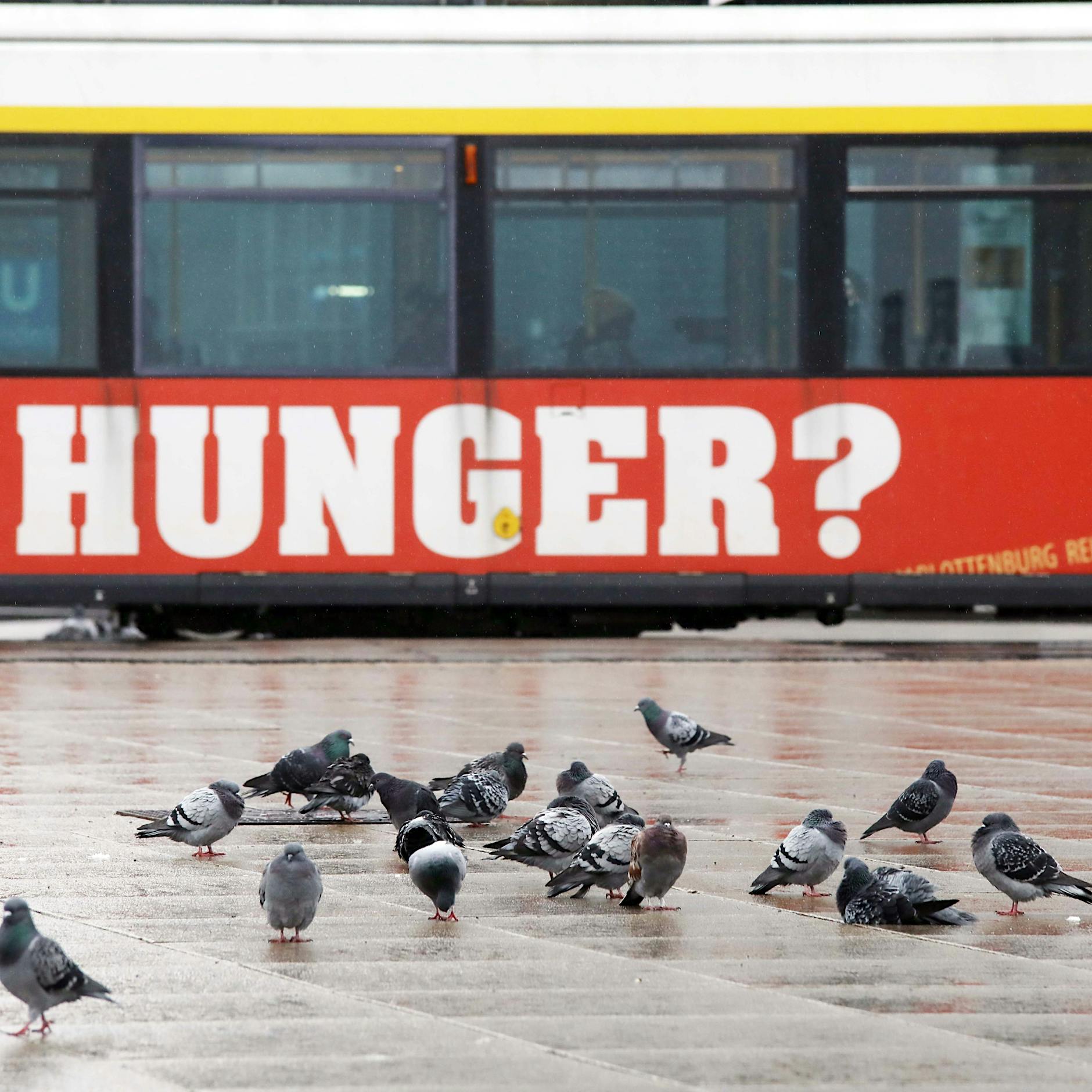 Berlin kommt im Kampf gegen Taubenplage nicht voran: Mangelt es an Interesse?