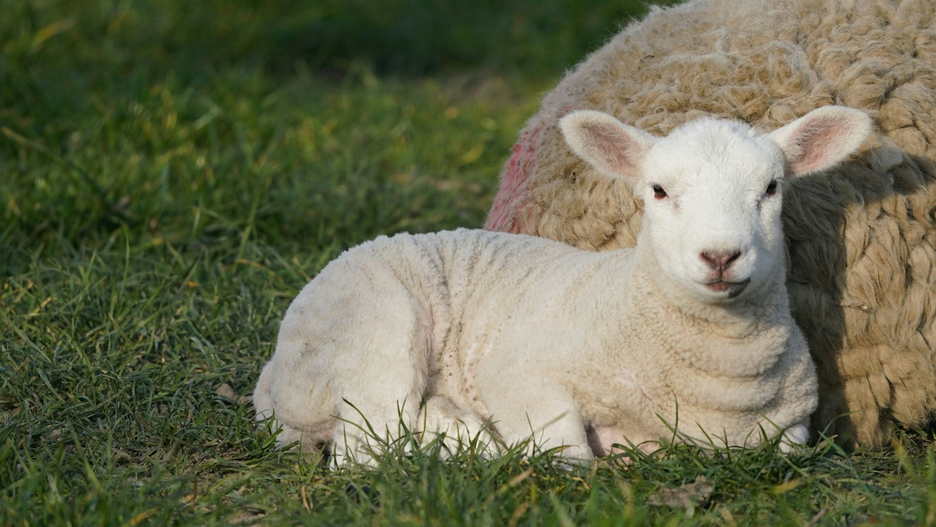 Eigentlich viel zu süß, um gegessen zu werden: ein Osterlämmchen.