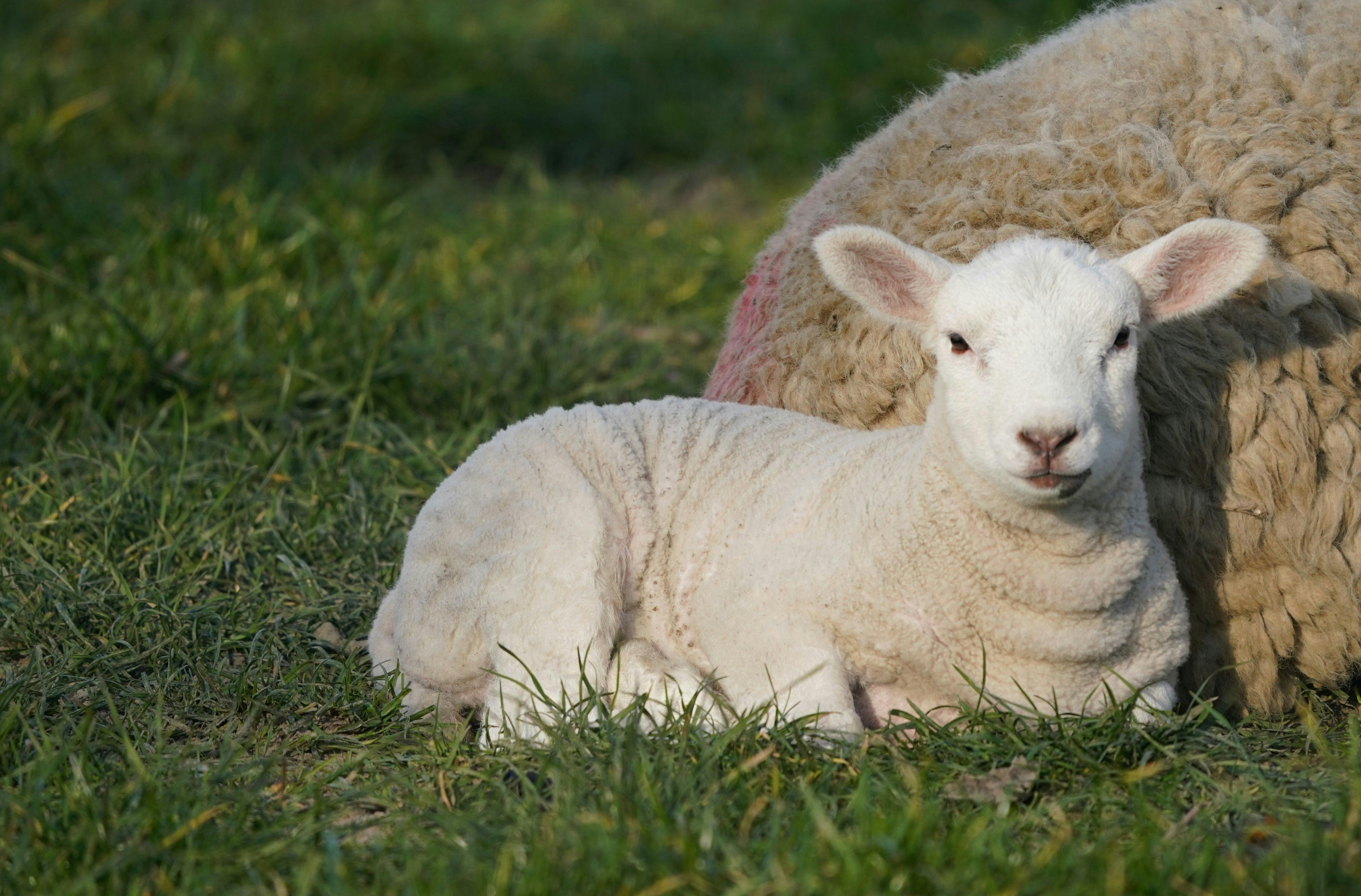 Tipps vom Spitzenkoch: Diese Fehler sollten Sie beim Osterlamm vermeiden