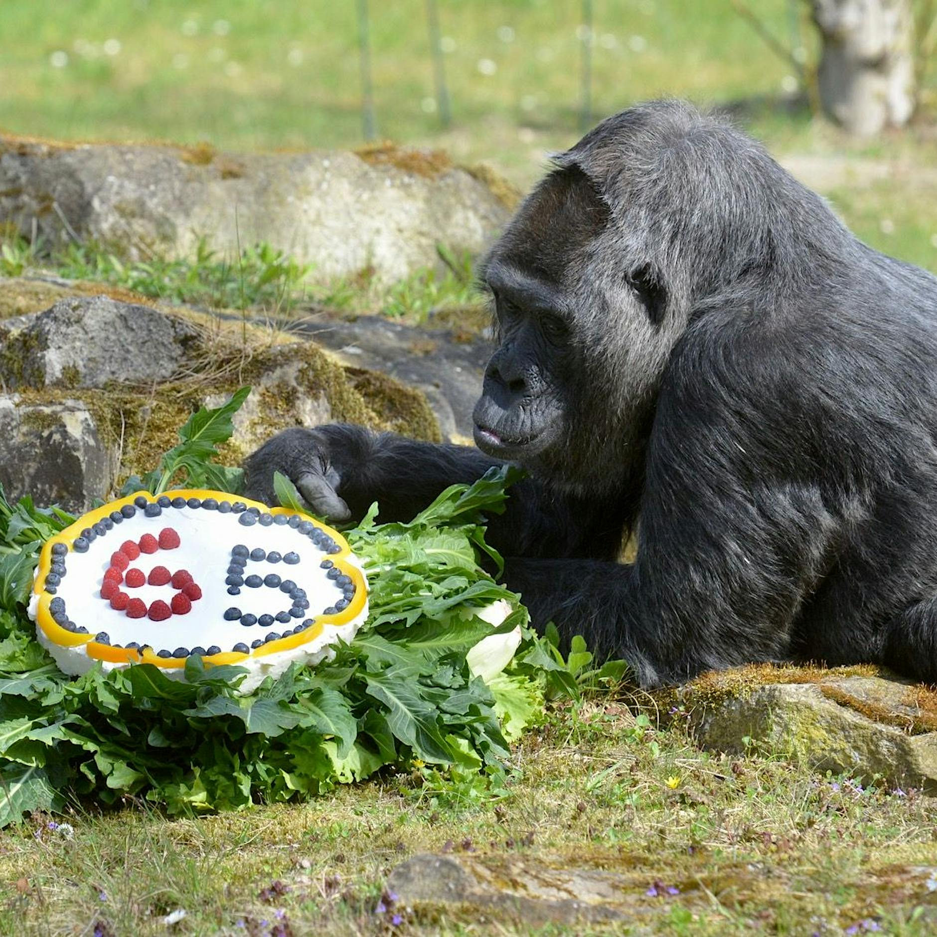 Berliner Zoo: Gorilla-Dame Fatou ist ältester Gorilla der Welt
