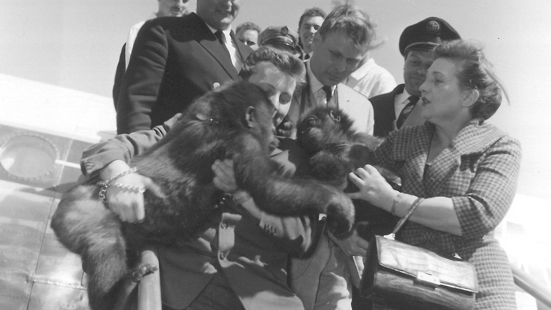 Ankunft 1959 auf dem Flughafen Tempelhof. Fatou wird von Knorke in Empfang genommen, den ein Affenpfleger mitgebracht hatte.