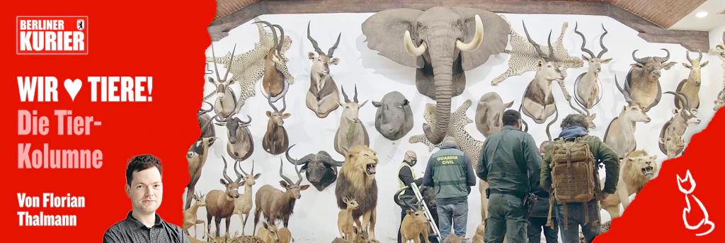 Perverse Sammlung: Irrer Spanier hortet mehr als 1000 ausgestopfte Tiere! Die Bilder sind so gruselig – und machen sprachlos