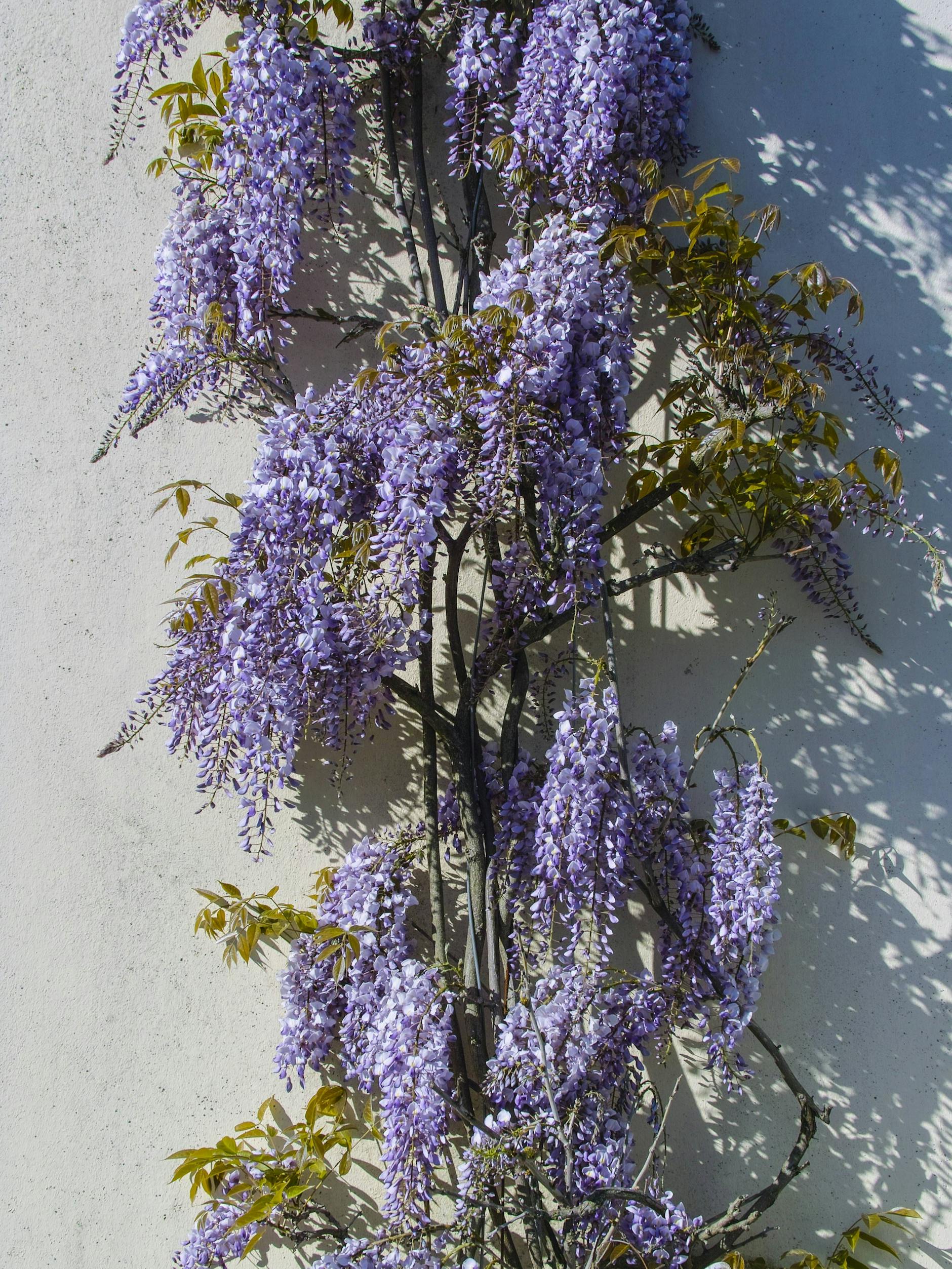 So schön blüht der Blauregen - wenn man mehr Glück hat, als unser Autor.
