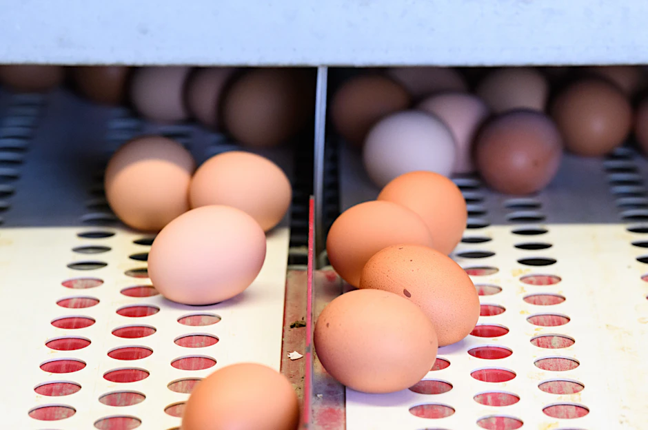 Eier liegen in einem Betrieb mit Eiern aus Freilandhaltung in der Region Hannover.&nbsp; Bio-Eier enthalten mehr Omega-3-Fettsäuren als konventionelle Eier.