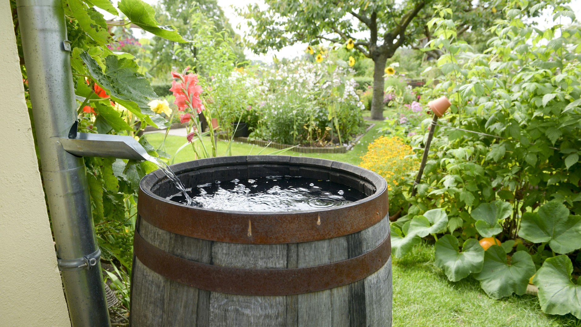 In Regentonnen überwintern Eier der Asiatischen Stechmücke.