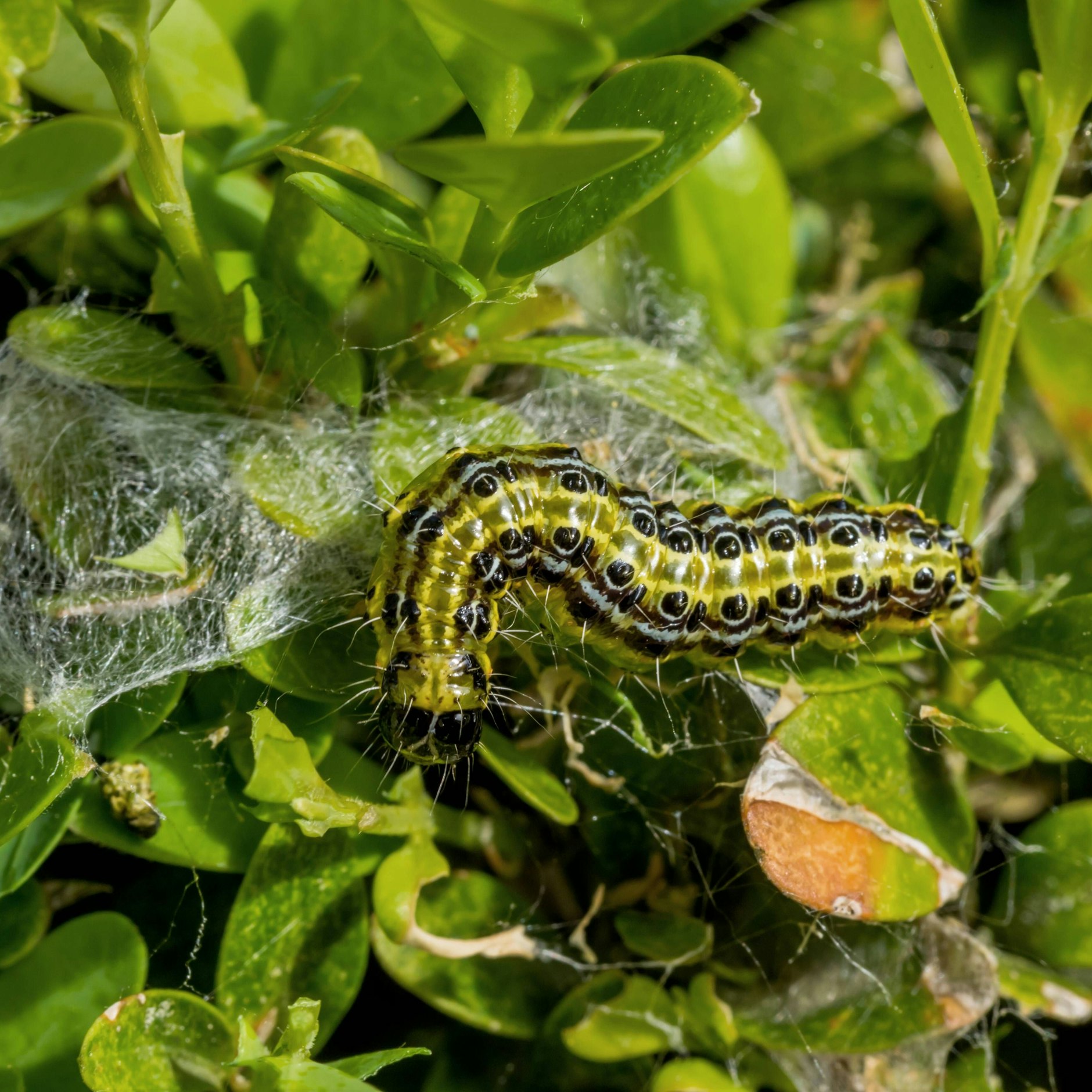 Die Raupe eines Buchsbaumzünslers sitzt zwischen Blättern eines befallenen Strauchs.