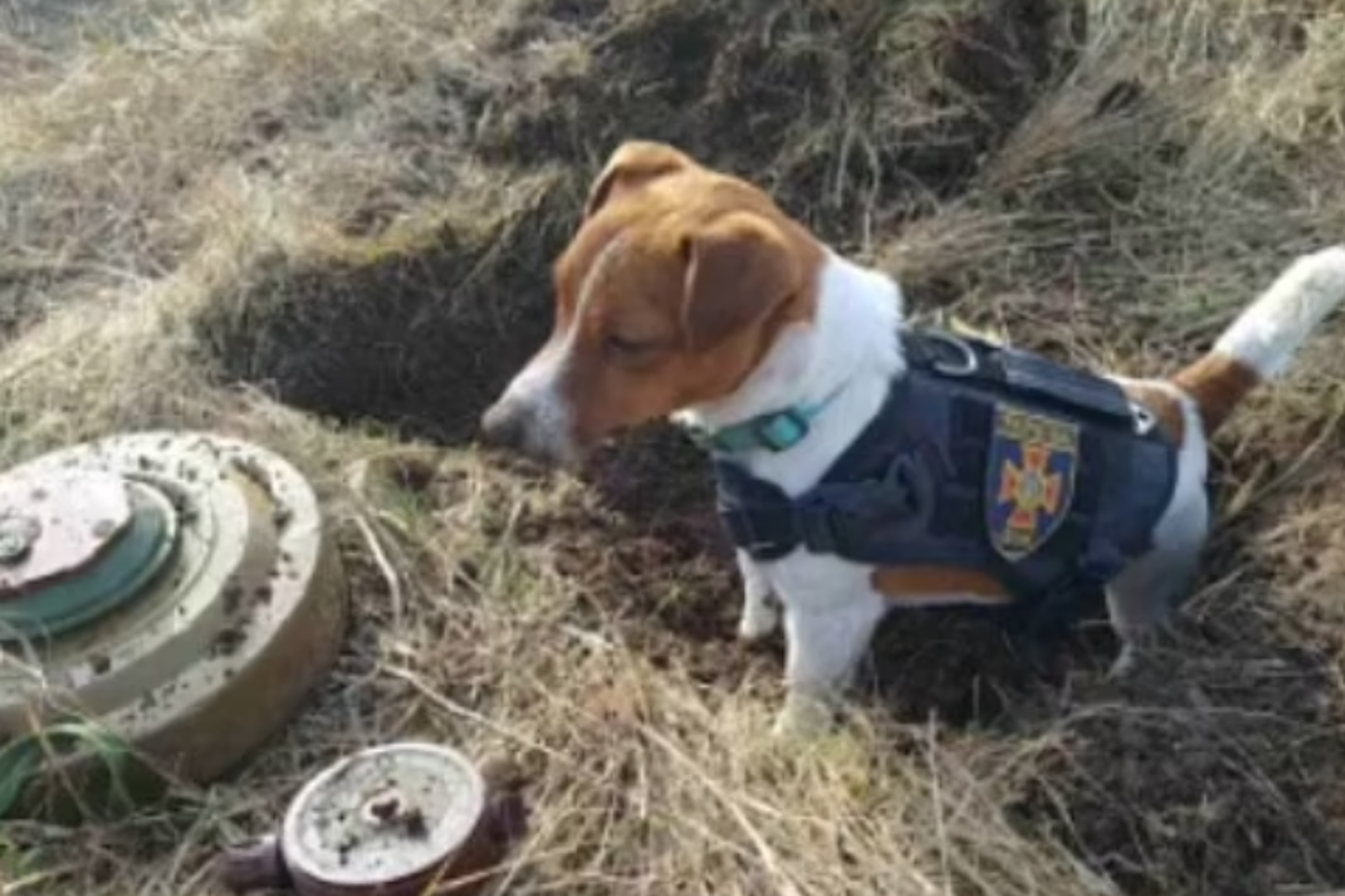 Jack Russell Patron dient in der Ukraine als Sprengstoff-Spürhund.
