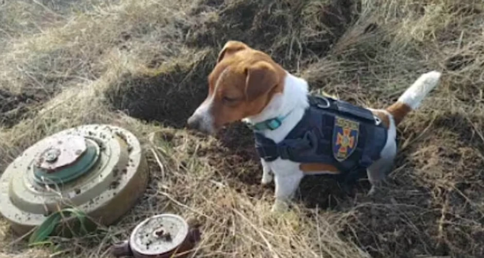 Jack Russell Patron dient in der Ukraine als Sprengstoff-Spürhund.