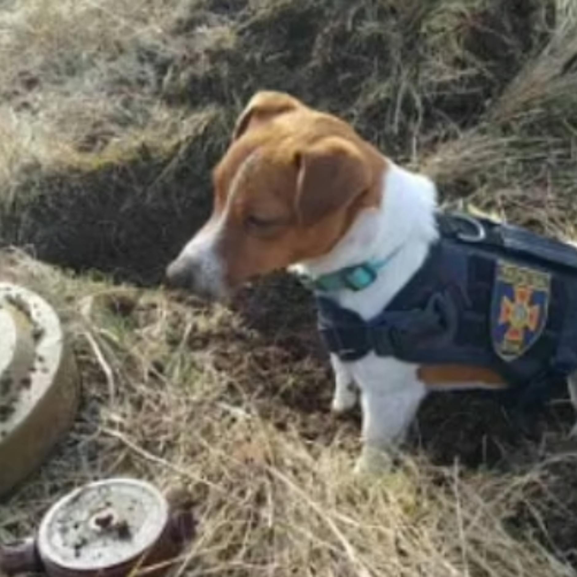 Tapferer kleiner Patron: Mini-Jack-Russell ist der Lebensretter im Krieg