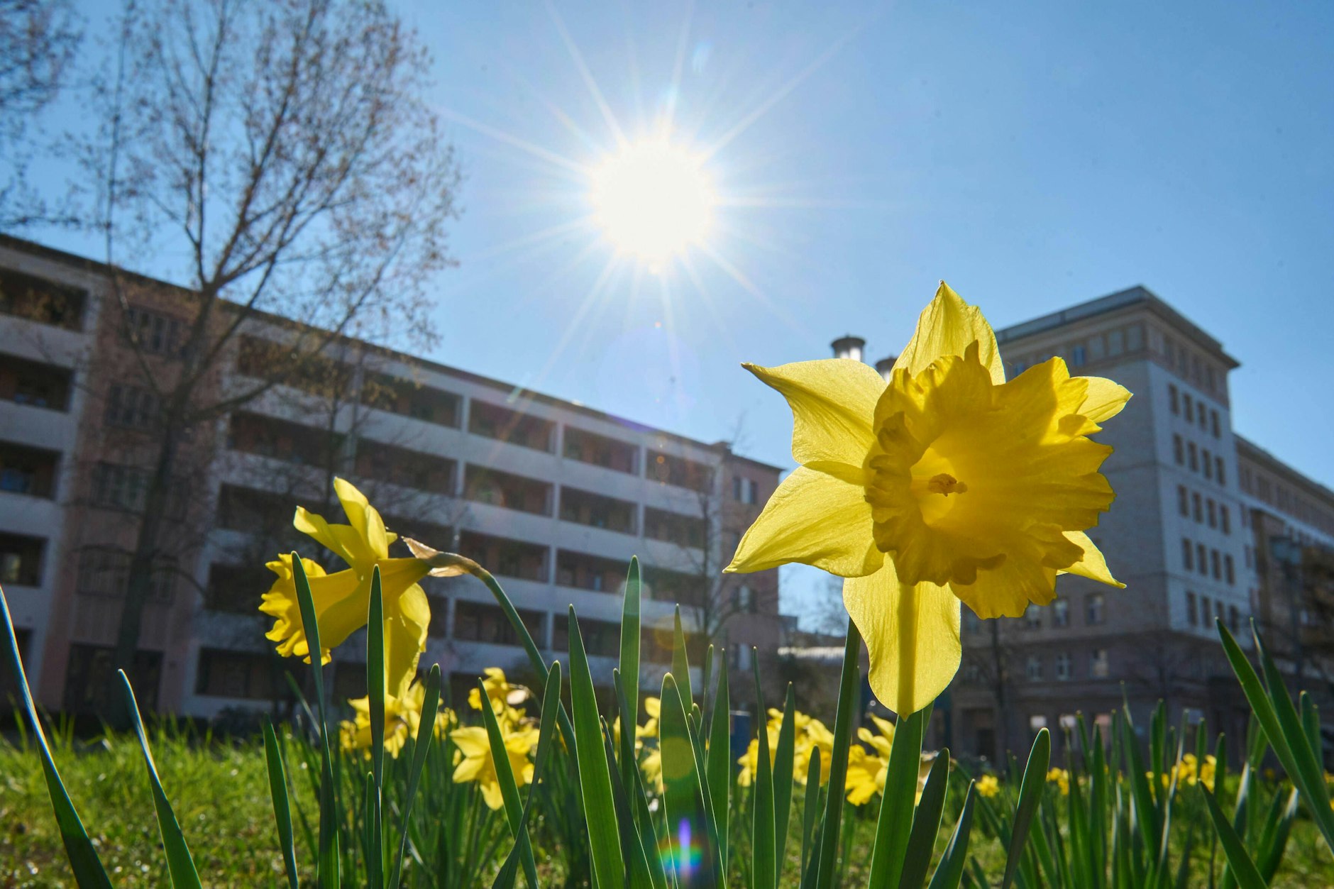 Frühlingswetter in der Hauptstadt: Gelbe Osterglocken blühen auf einem Grünstreifen.