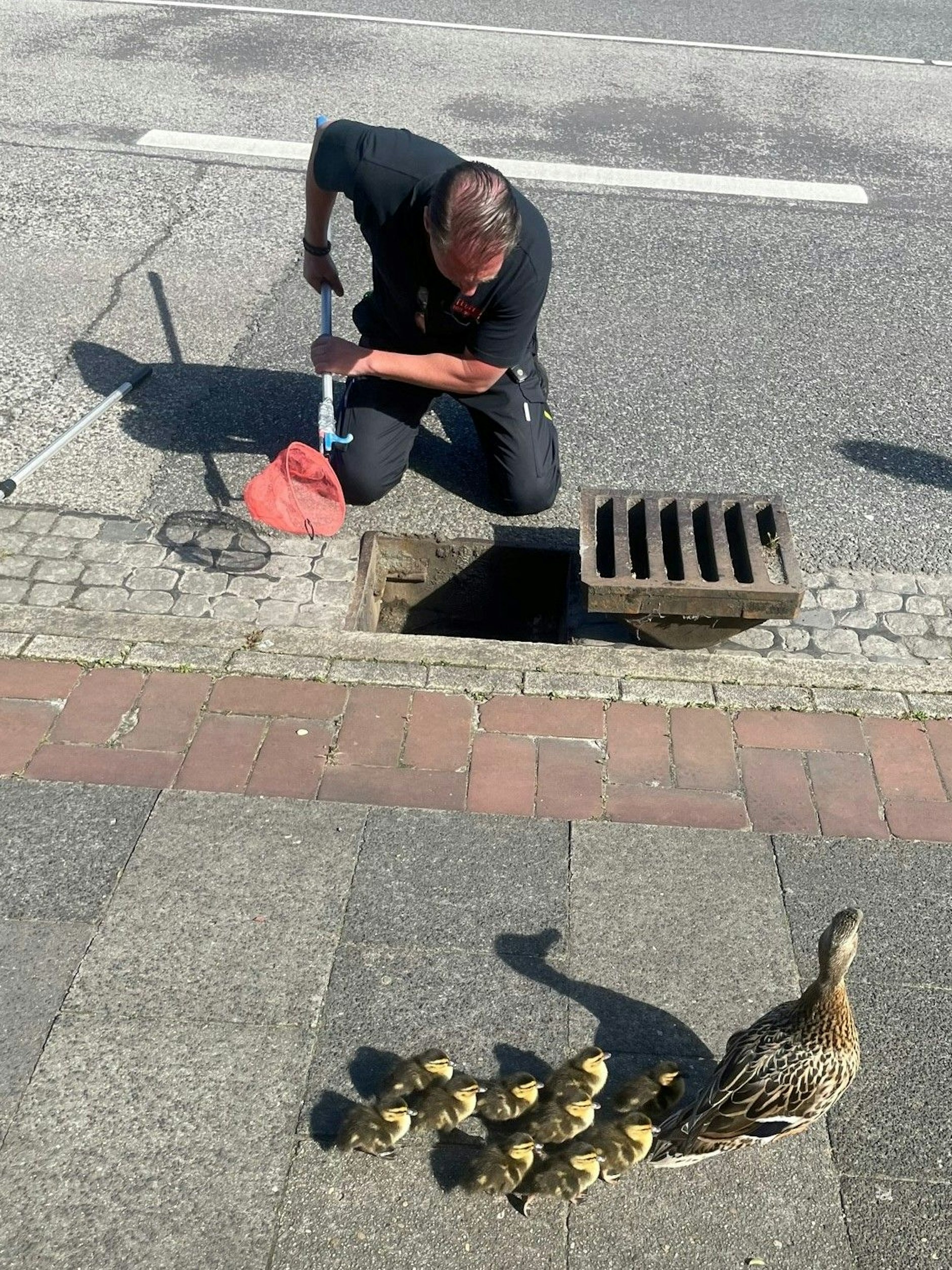 Ein Feuerwehrmann der Feuerwehr Bremerhaven rettet ein Küken aus einem Gully.
