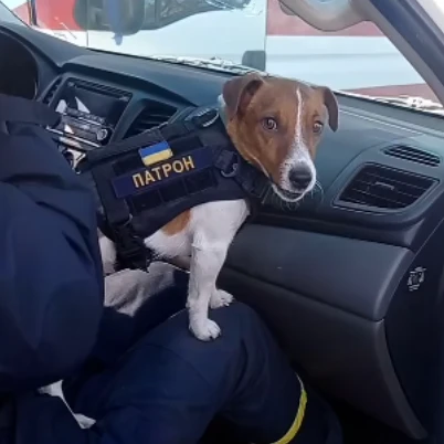 Der zwei Jahre alte Hund – genannt Patron – hat Social-Media-Ruhm erlangt, weil er im Krieg als Sprengstoff-Spürnase dient.