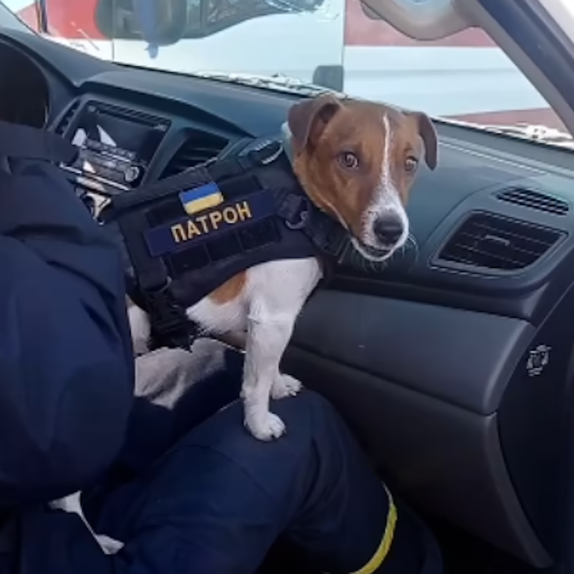 Der zwei Jahre alte Hund – genannt Patron – hat Social-Media-Ruhm erlangt, weil er im Krieg als Sprengstoff-Spürnase dient.