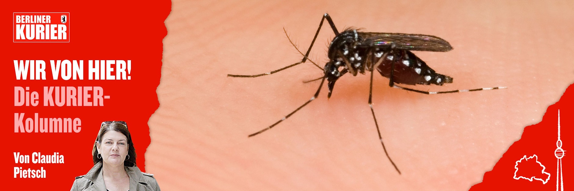 Eine vollgesogene asiatische Tigermücke sitzt auf einem Arm.