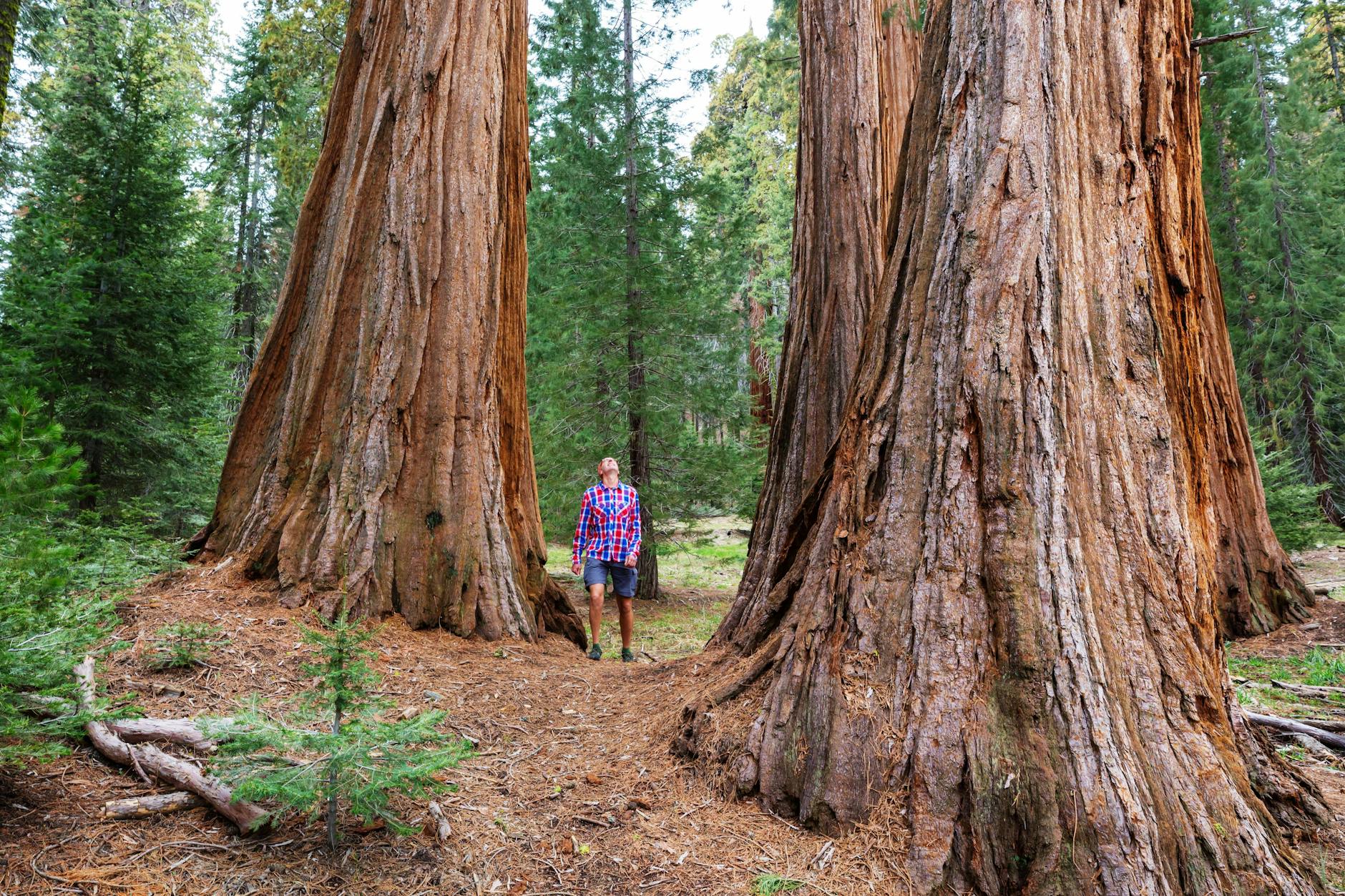 Die riesigen Mammutbäume im Sierra Nevada haben die dickste Rinde der Welt.