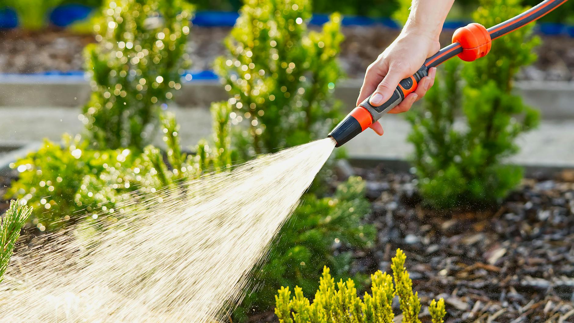 Ist das schön oder Verschwendung? Der Rasen soll idealerweise morgens drei Stunden vor Sonnenaufgang gesprengt werden – sonst verdunstet zu viel Wasser.