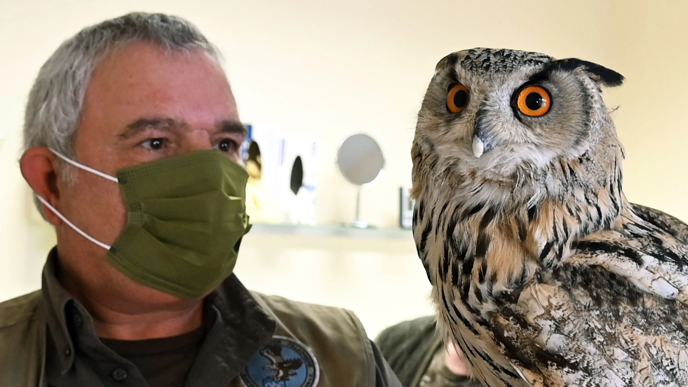 Uhu Juri nach der Behandlung beim Zahnarzt mit Falkner&nbsp;Ralf Lukavecz.