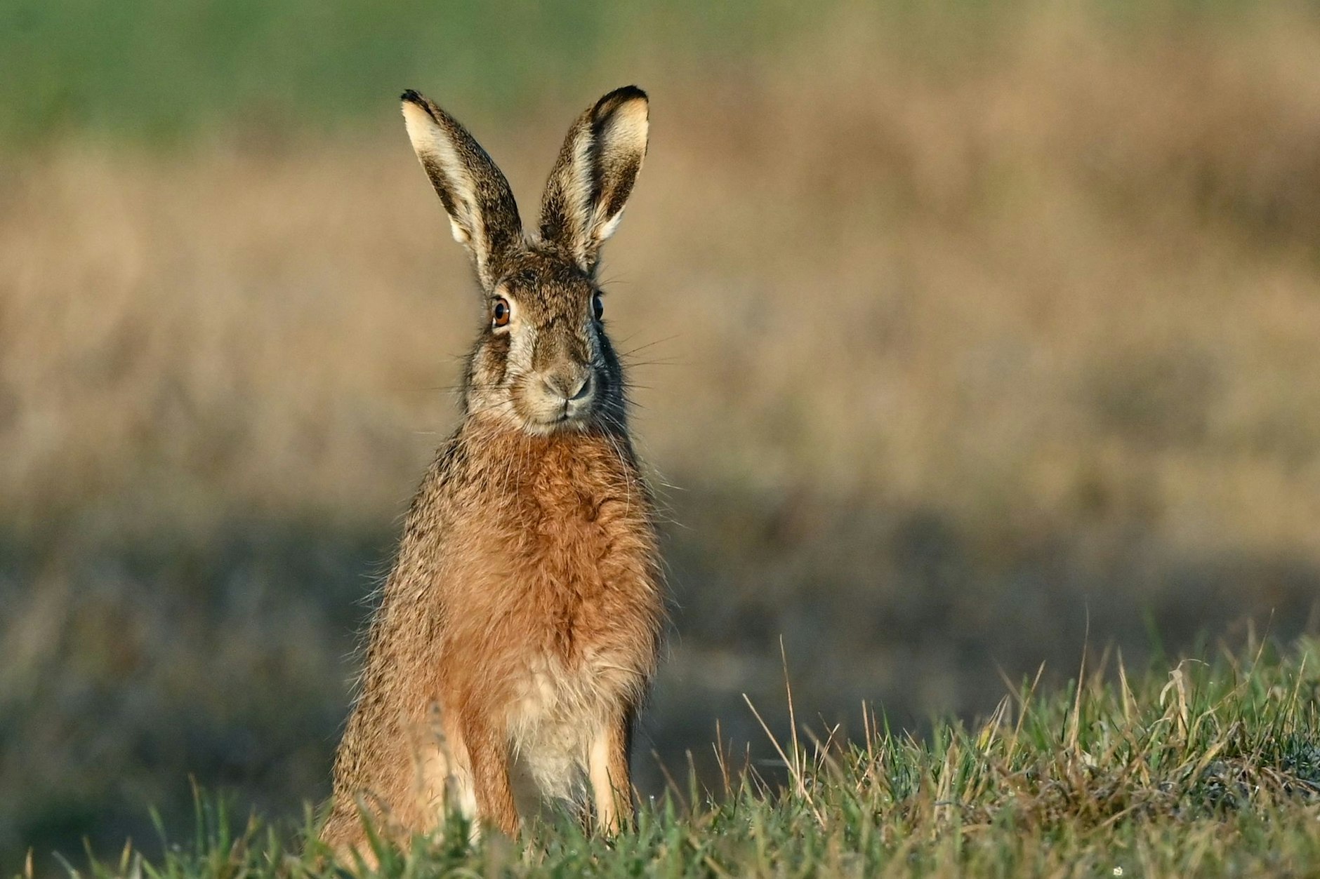 Überall feierten die Menschen das Osterfest - doch mindestens für einen Hasen endeten die Feiertage tragisch.
